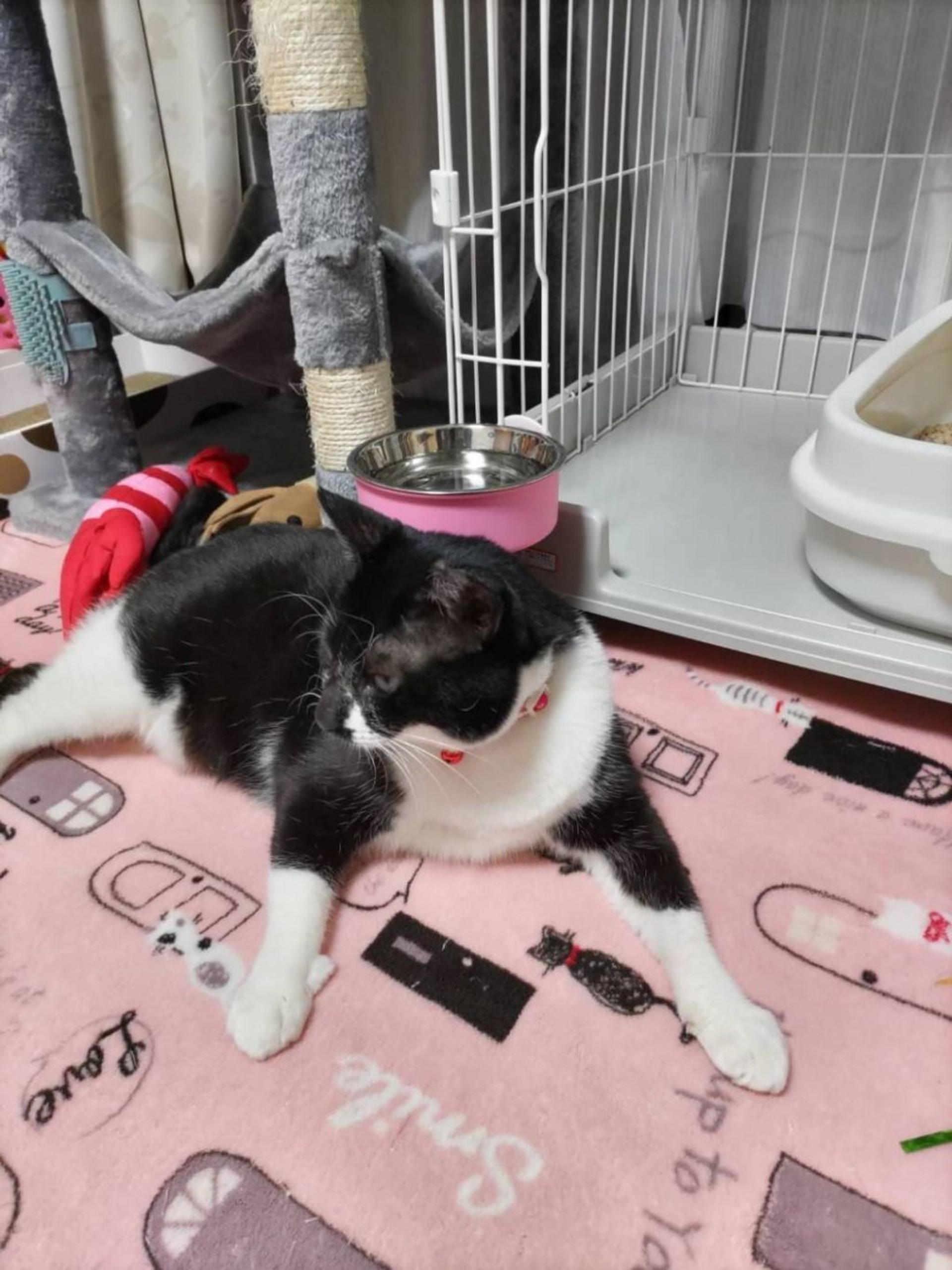 pet-image-9