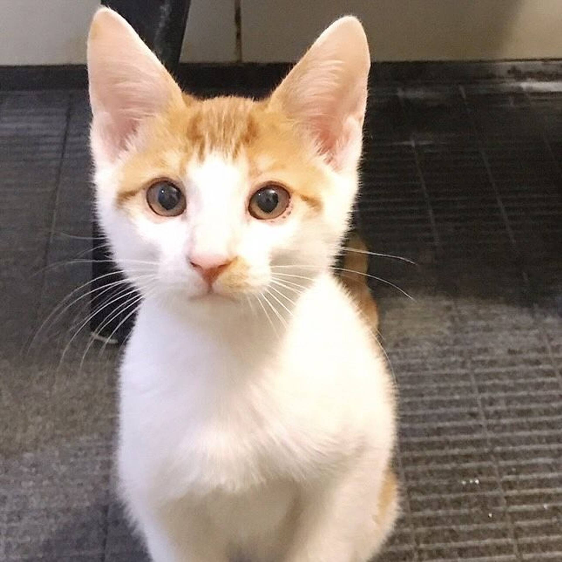 雑種（ミックス猫）・オスの里親募集の写真