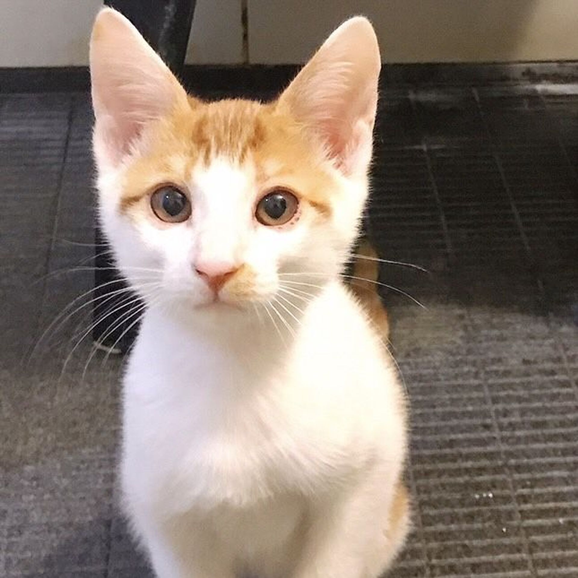 雑種（ミックス猫）・オスの里親募集の写真