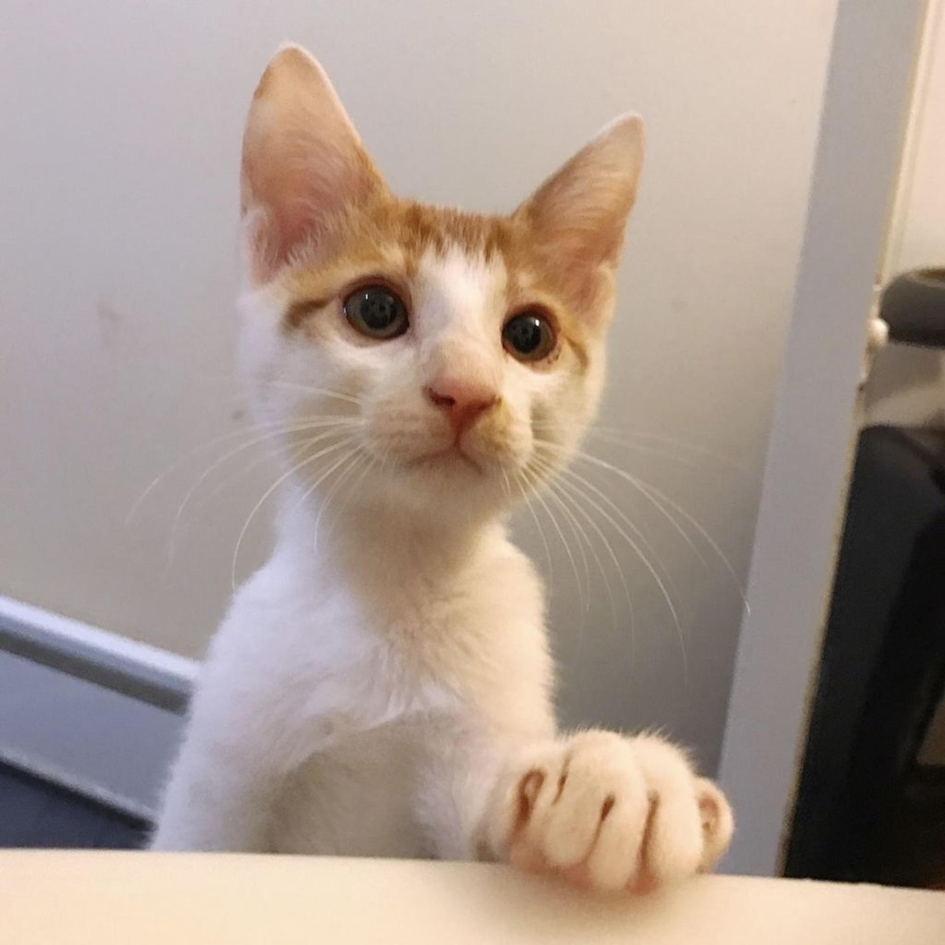 pet-image-2