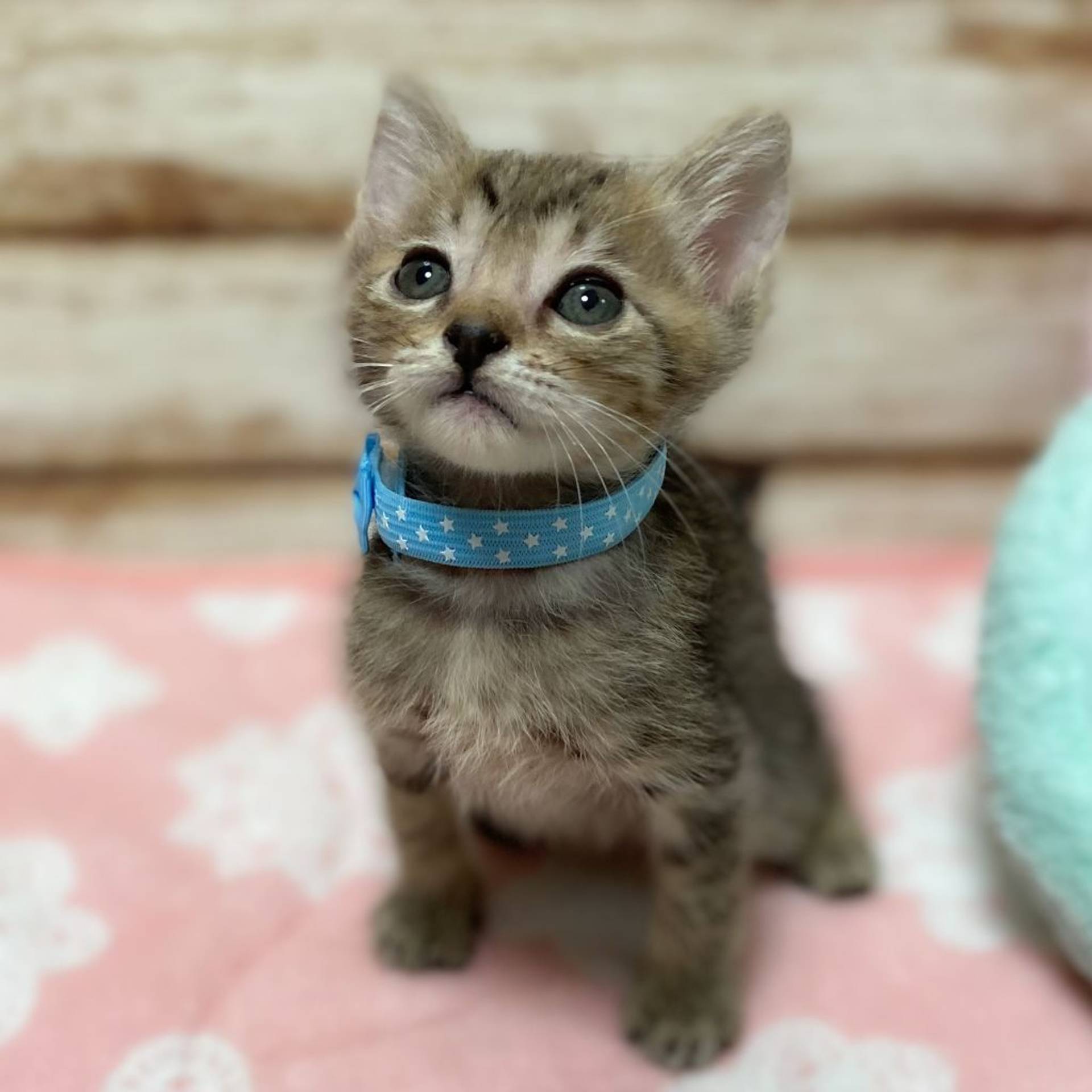 雑種（ミックス猫）・オスの里親募集の写真