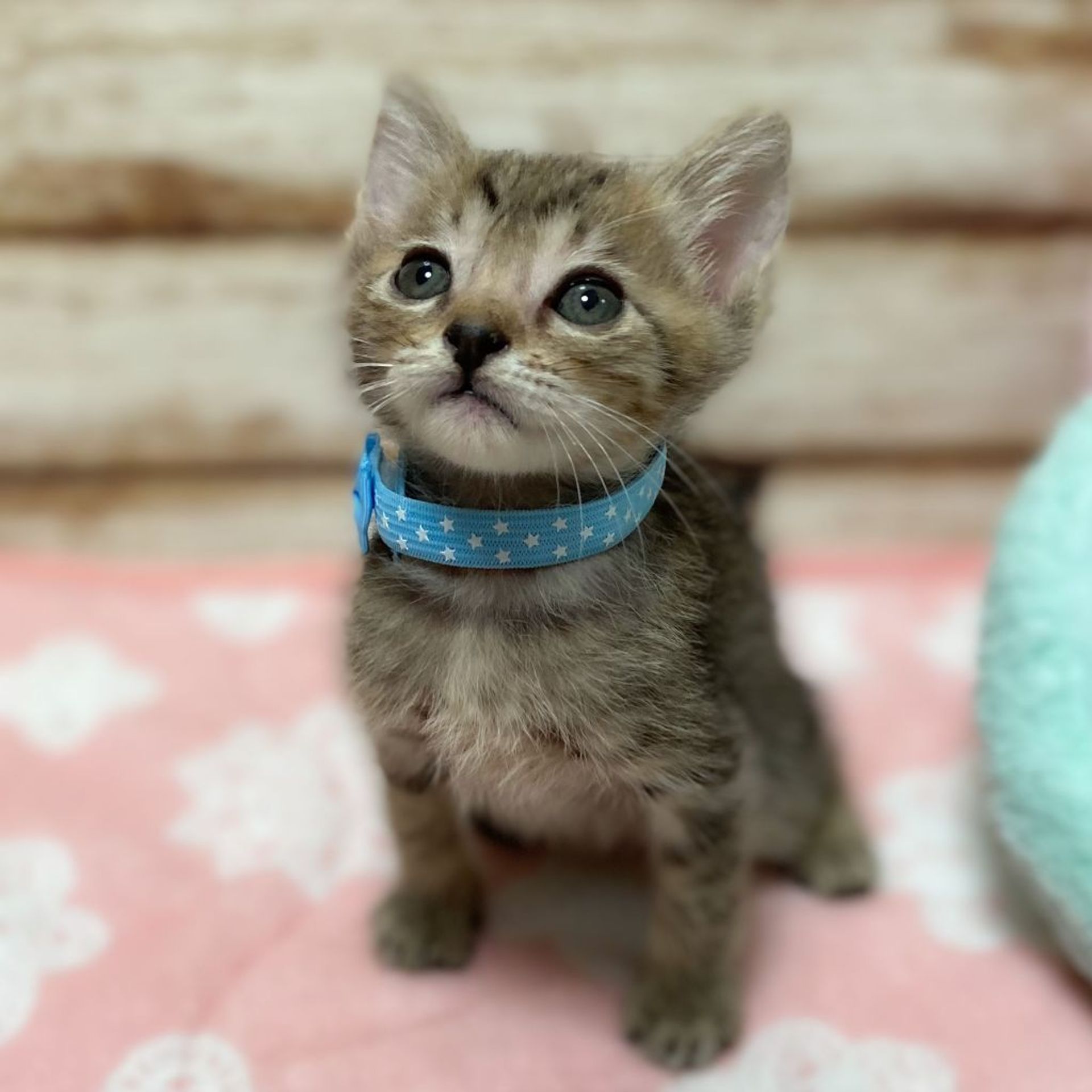 雑種（ミックス猫）・オスの里親募集の写真