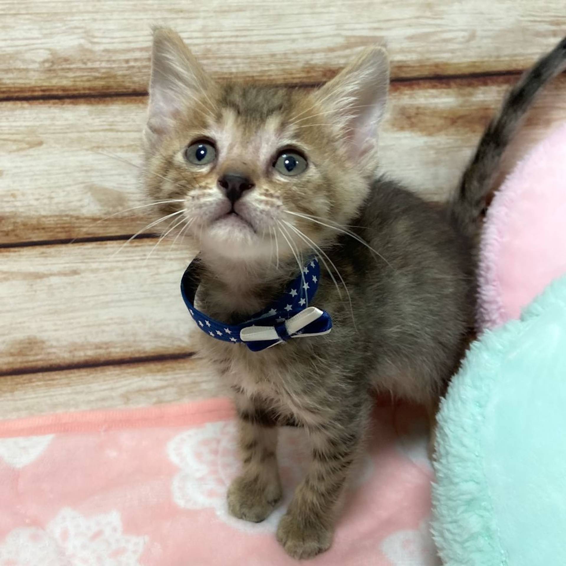 雑種（ミックス猫）・オスの里親募集の写真
