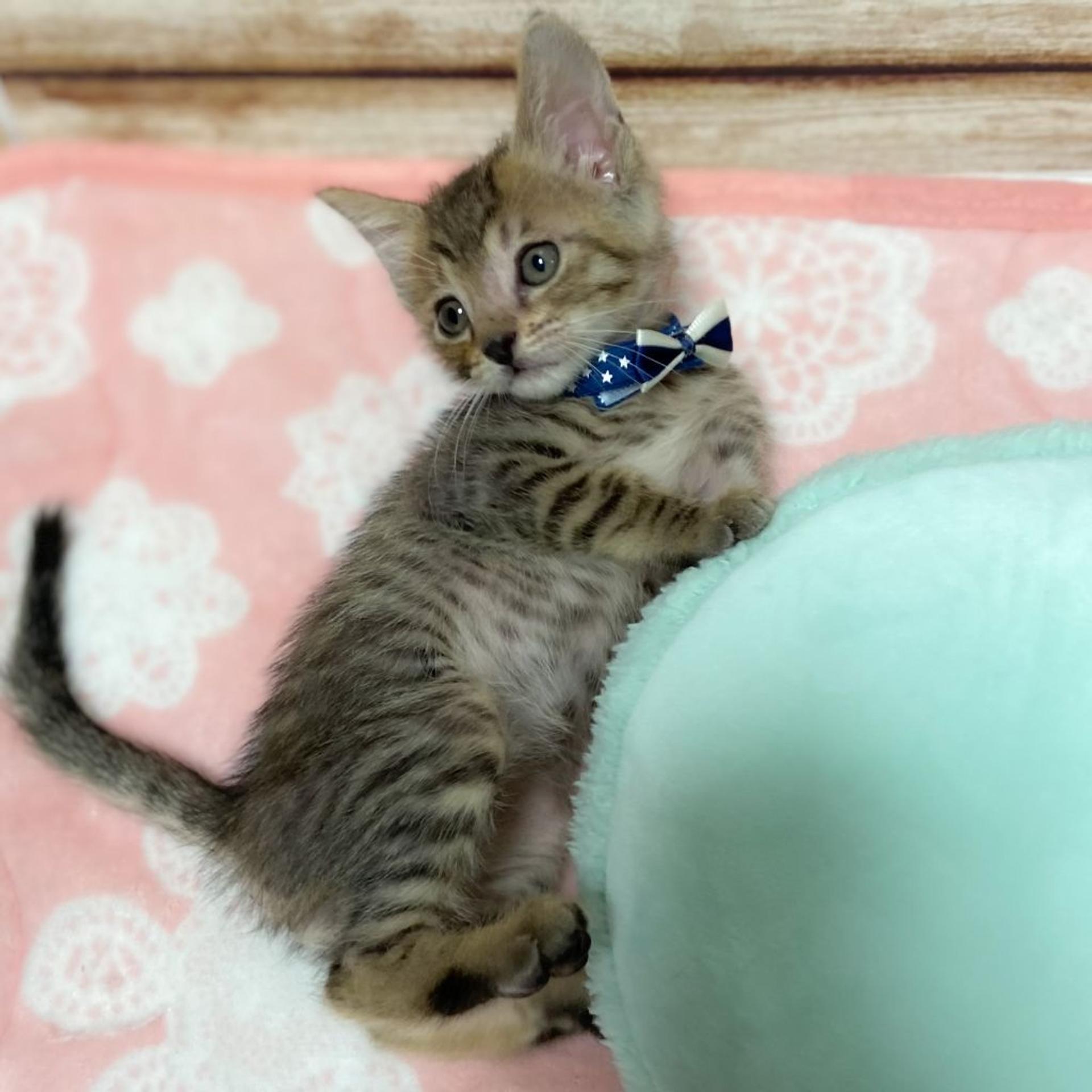 pet-image-5