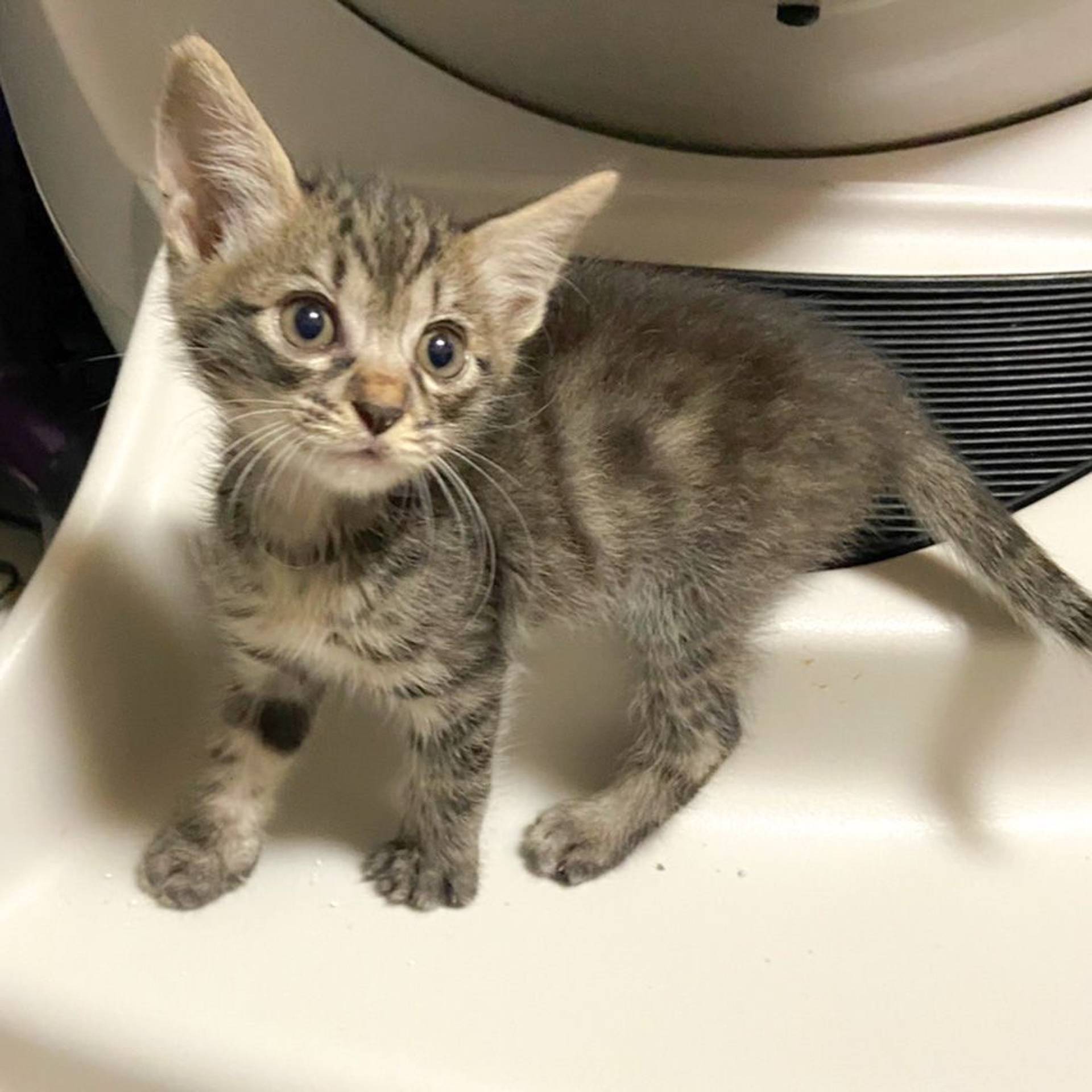 雑種（ミックス猫）・オスの里親募集の写真