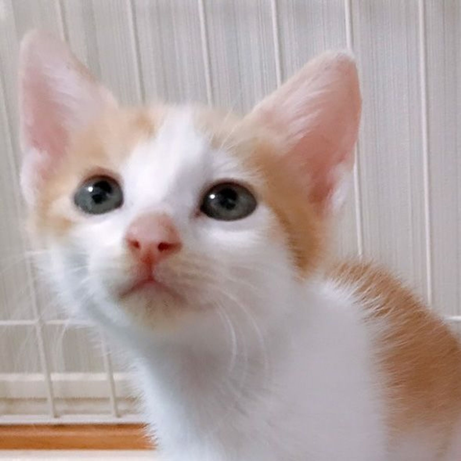 雑種（ミックス猫）・メスの里親募集の写真