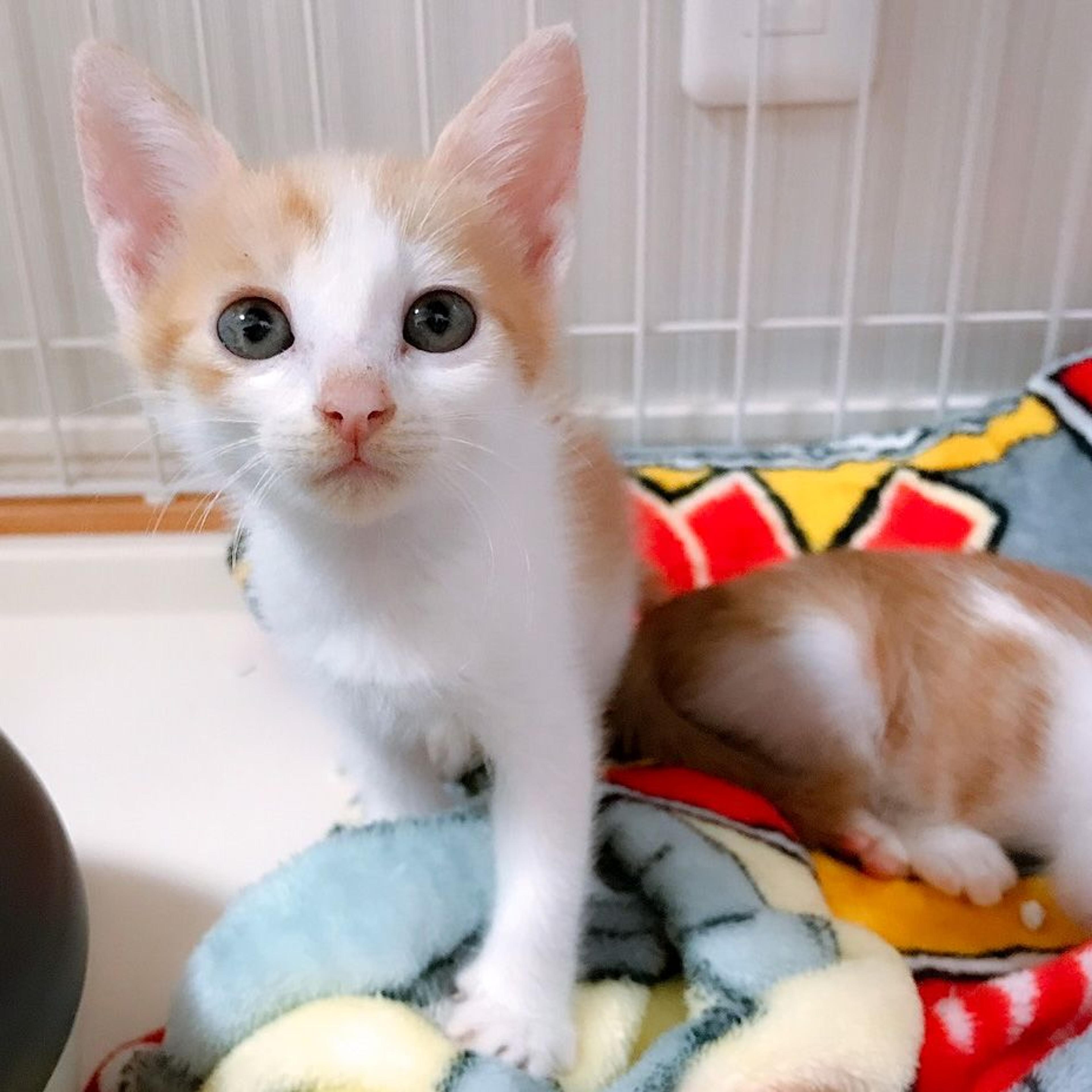pet-image-3