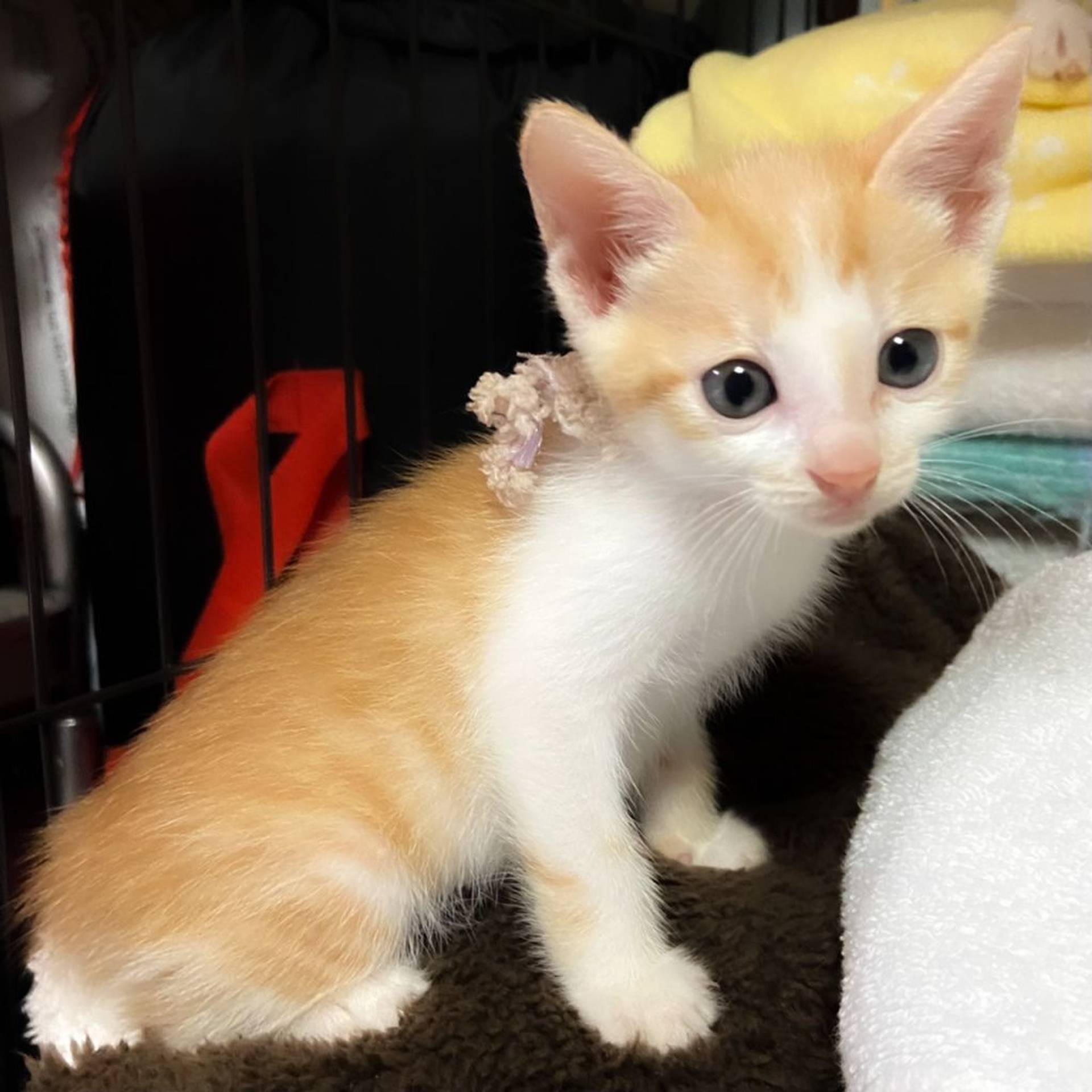 雑種（ミックス猫）・メスの里親募集の写真