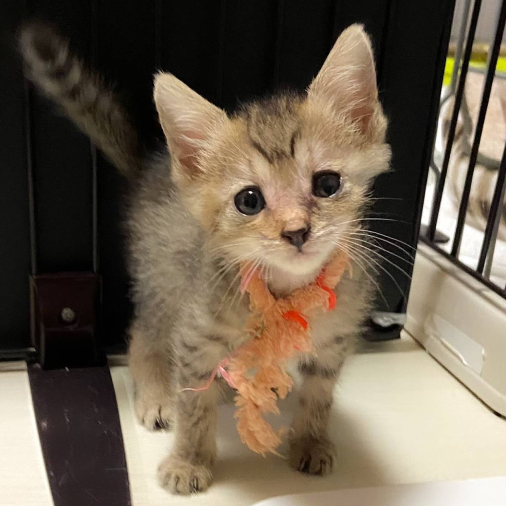 雑種（ミックス猫）・メスの里親募集の写真