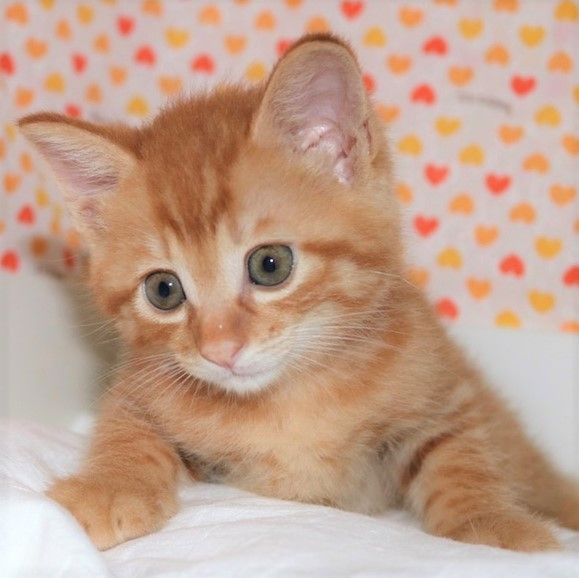 雑種（ミックス猫）・オスの里親募集の写真