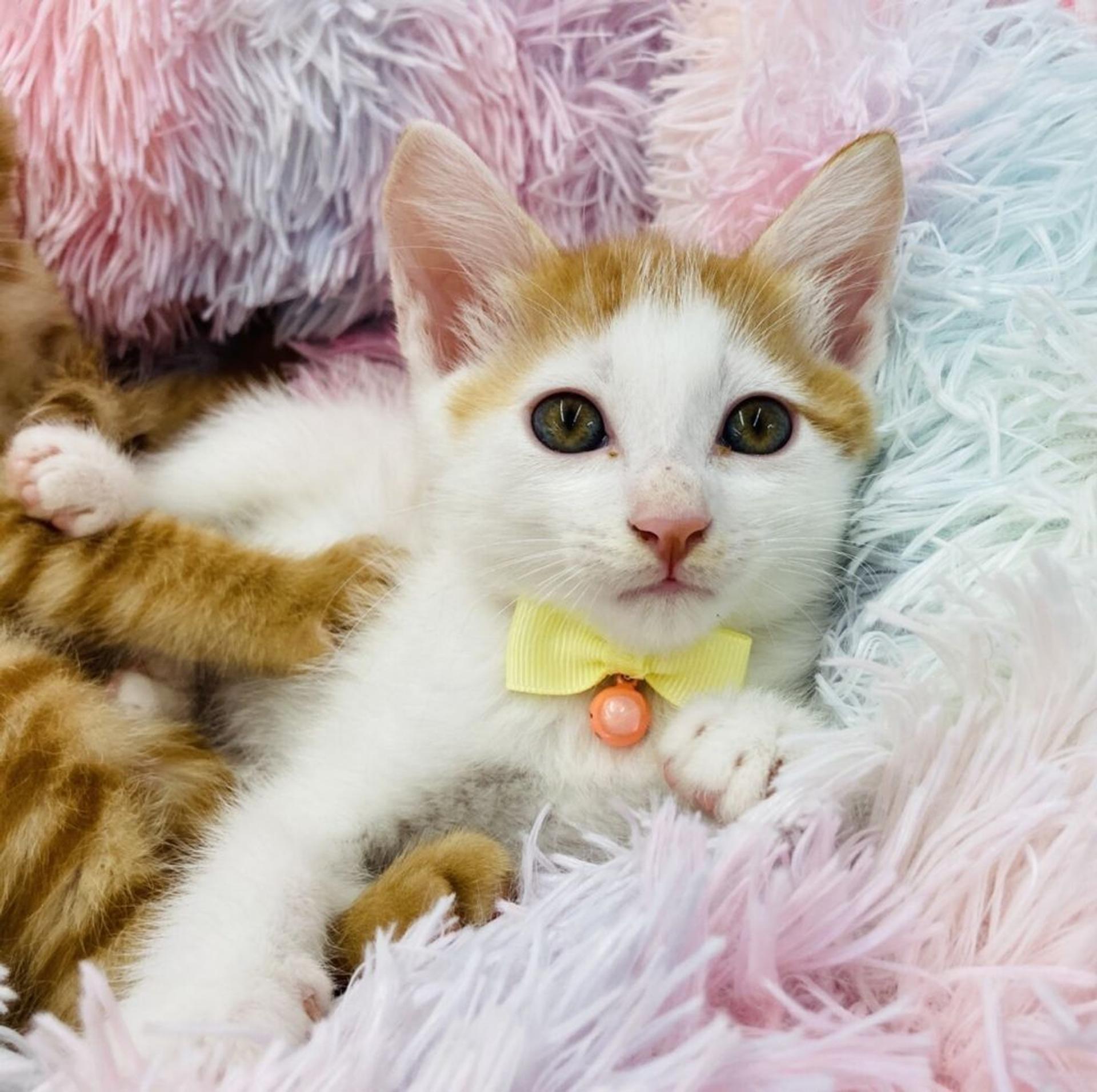 pet-image-2