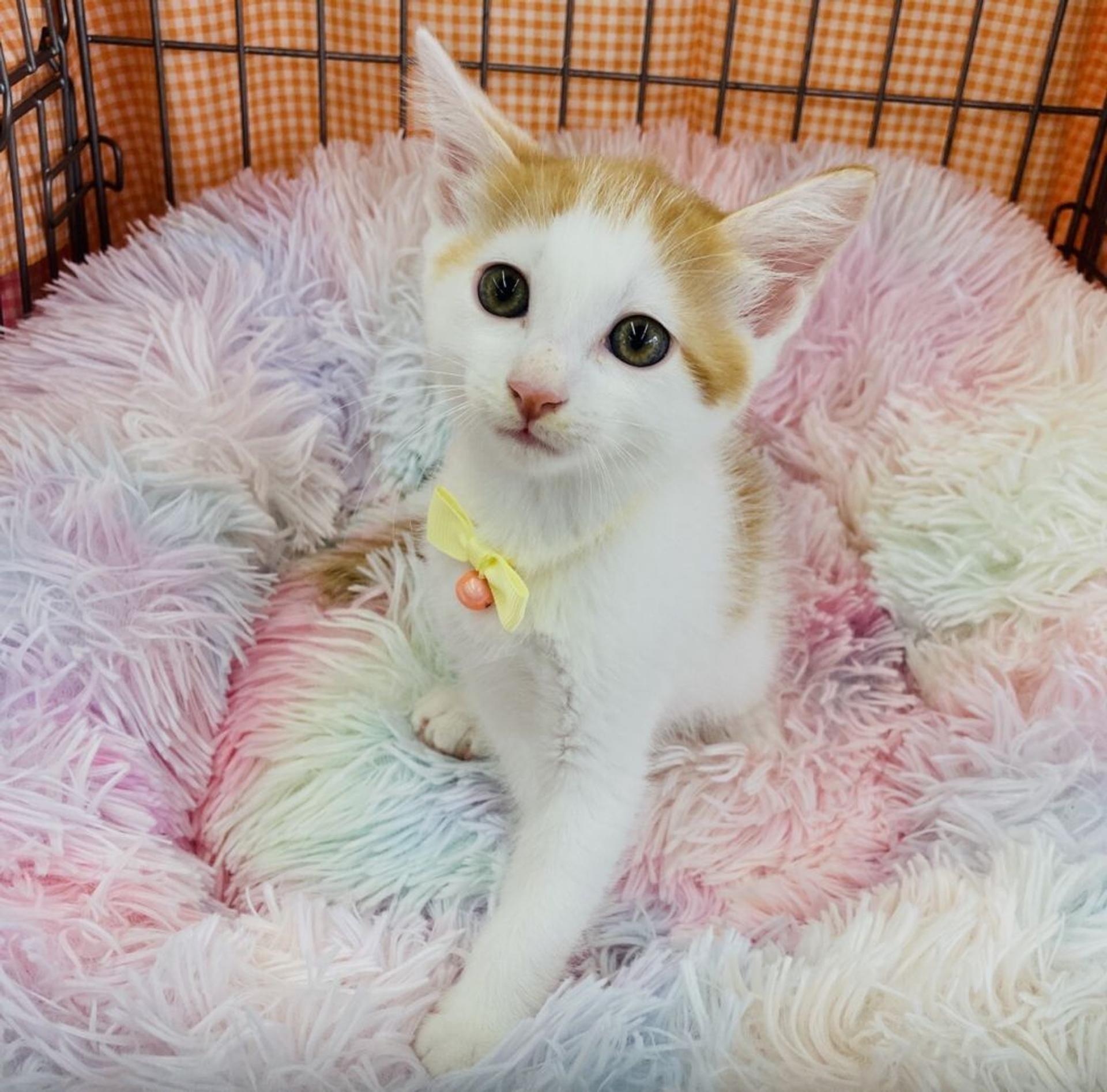 pet-image-3