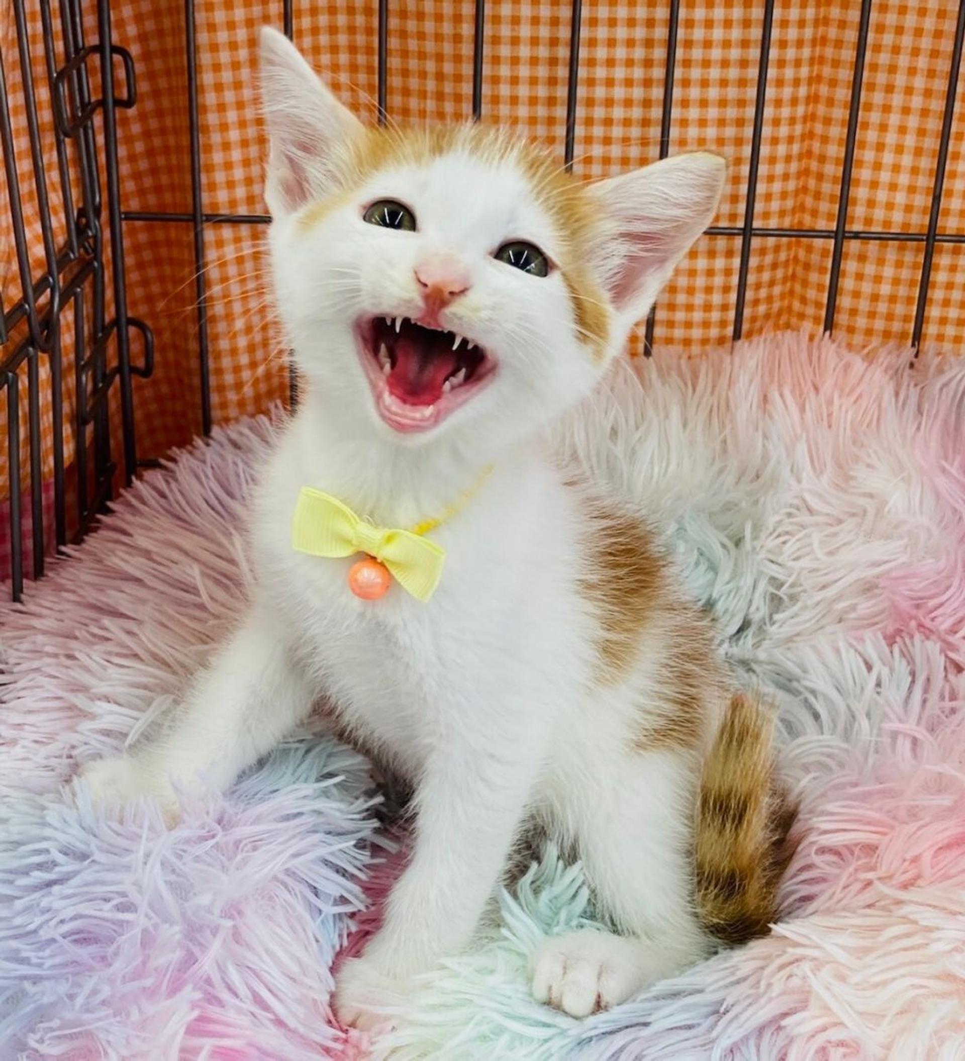 pet-image-4