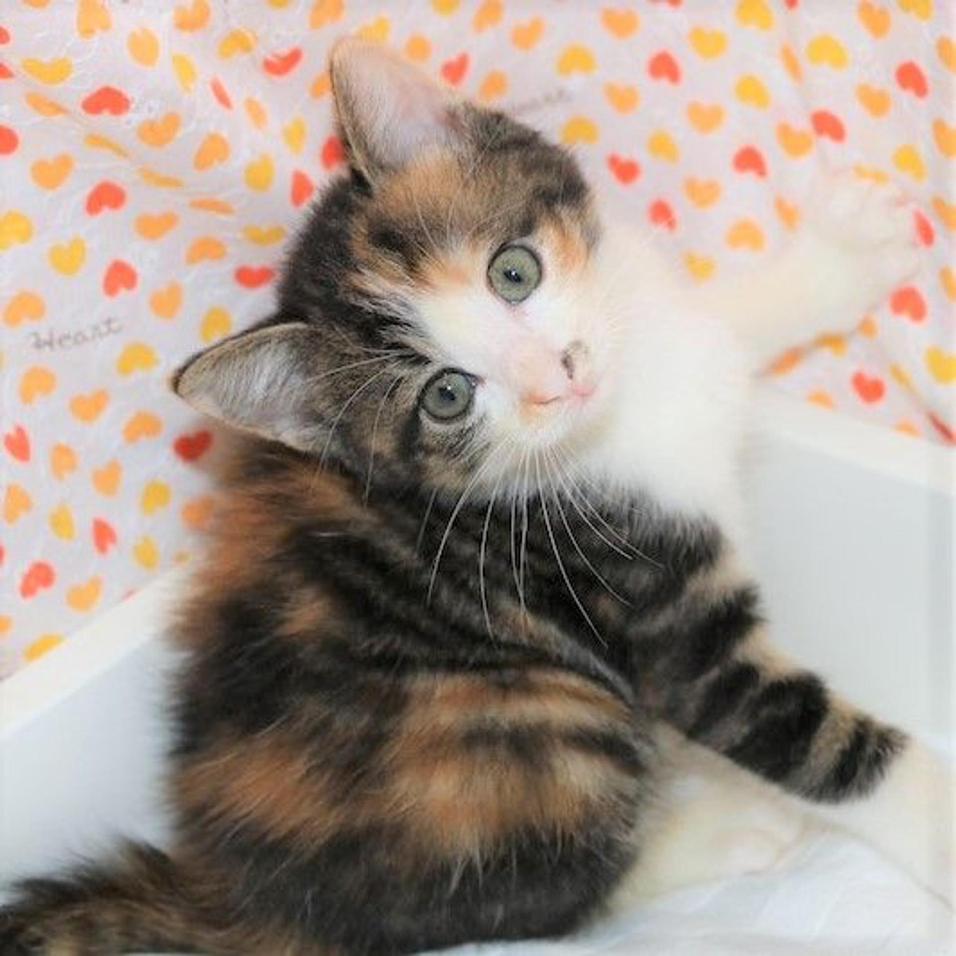 pet-image-3