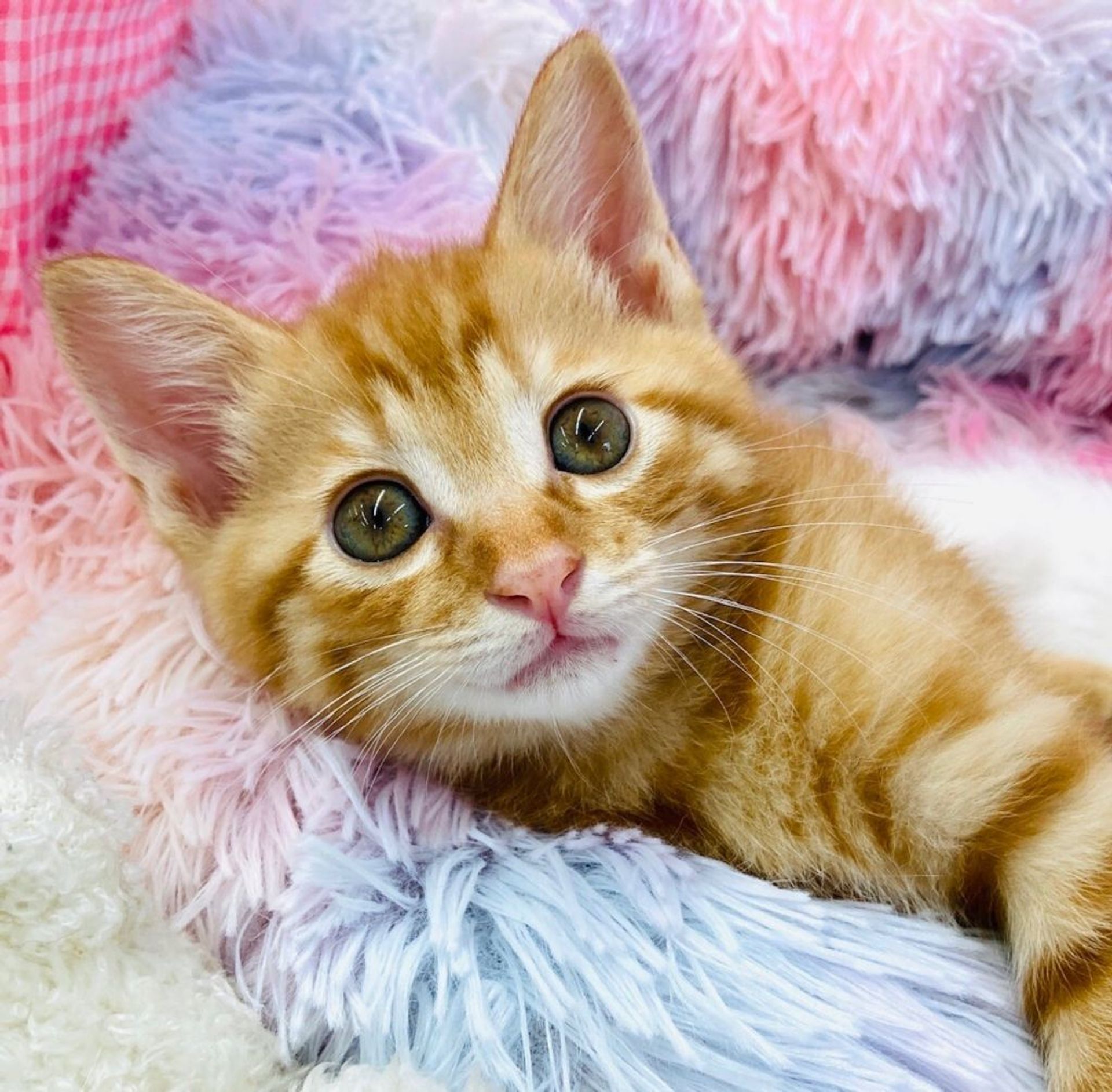 雑種（ミックス猫）・オスの里親募集の写真