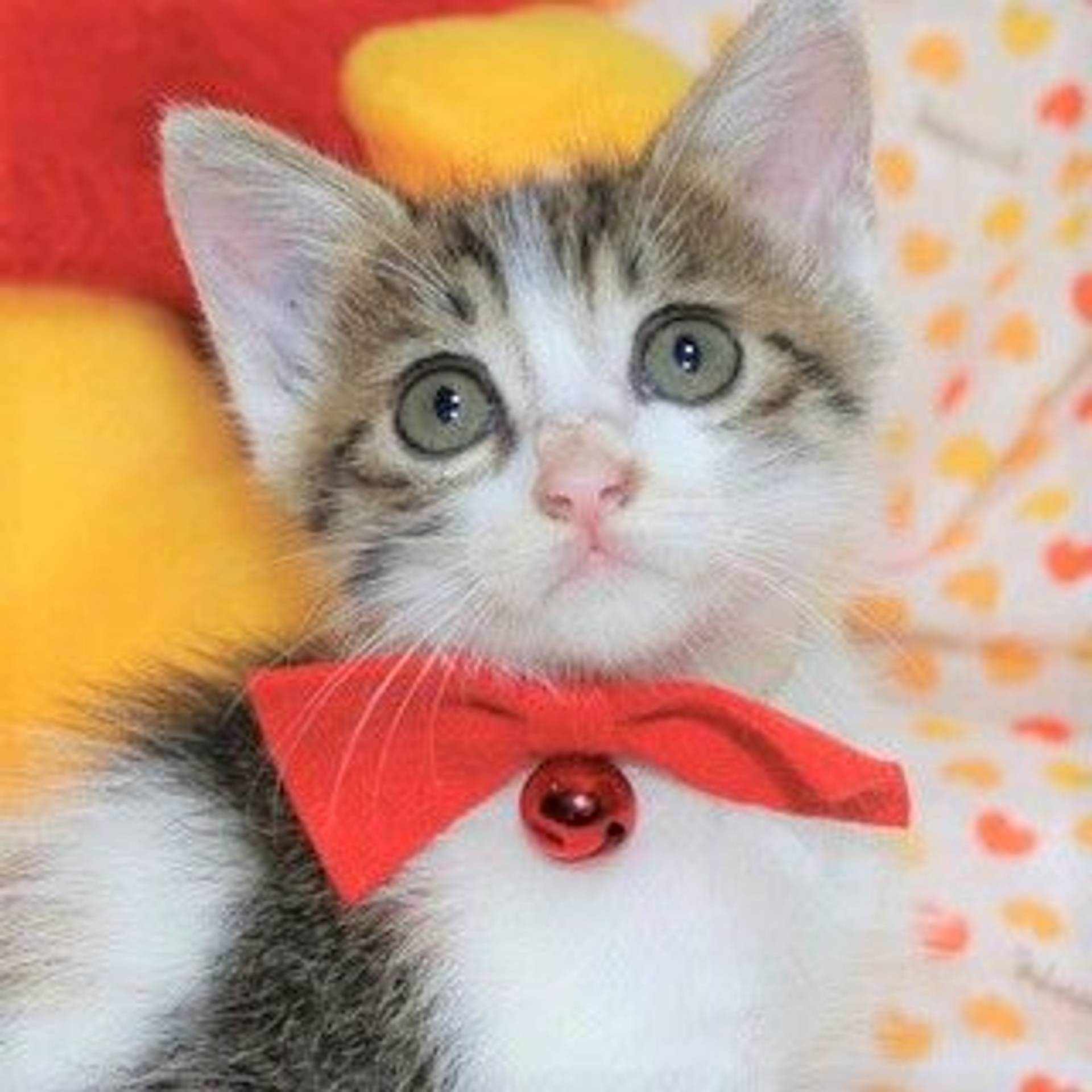 雑種（ミックス猫）・メスの里親募集の写真