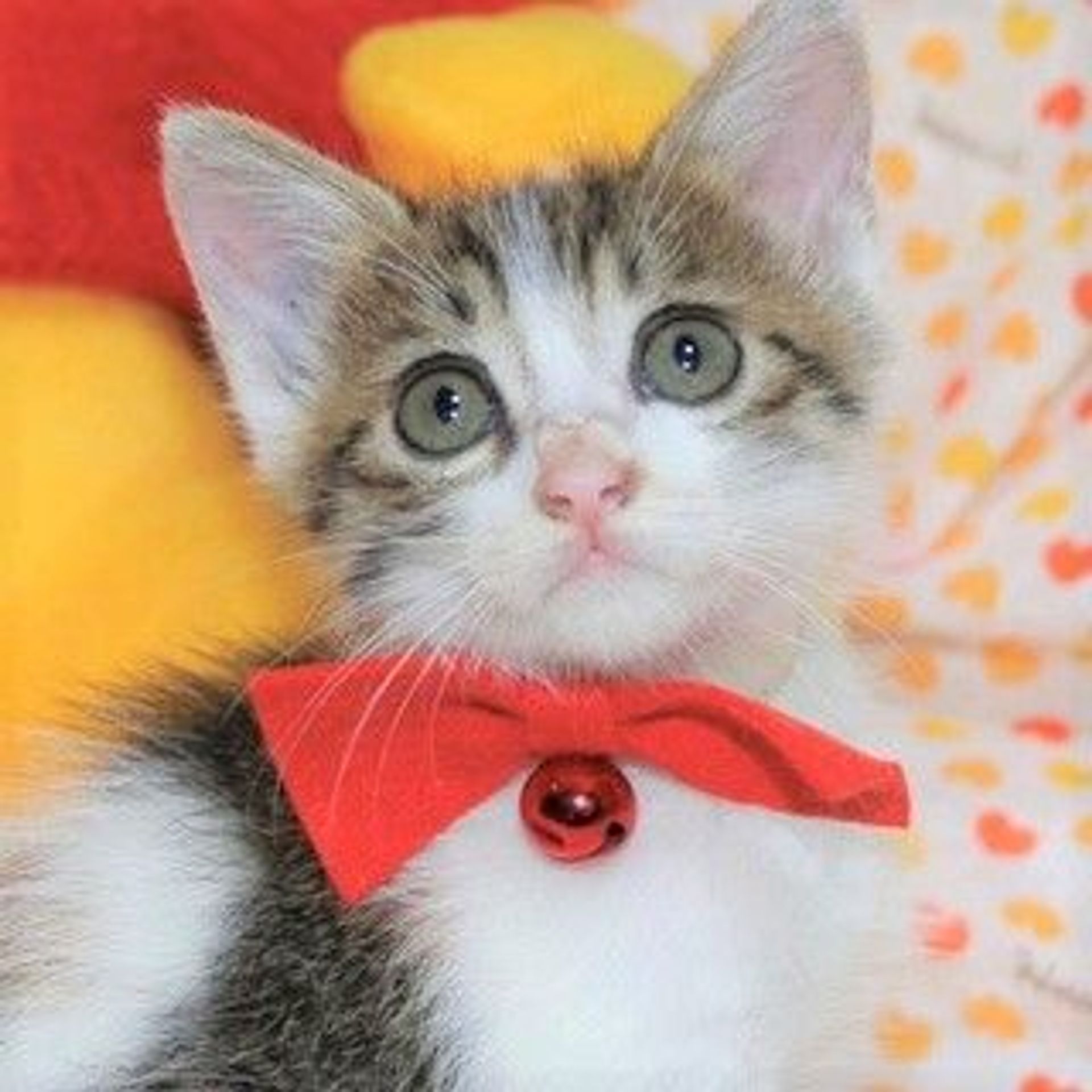 雑種（ミックス猫）・メスの里親募集の写真