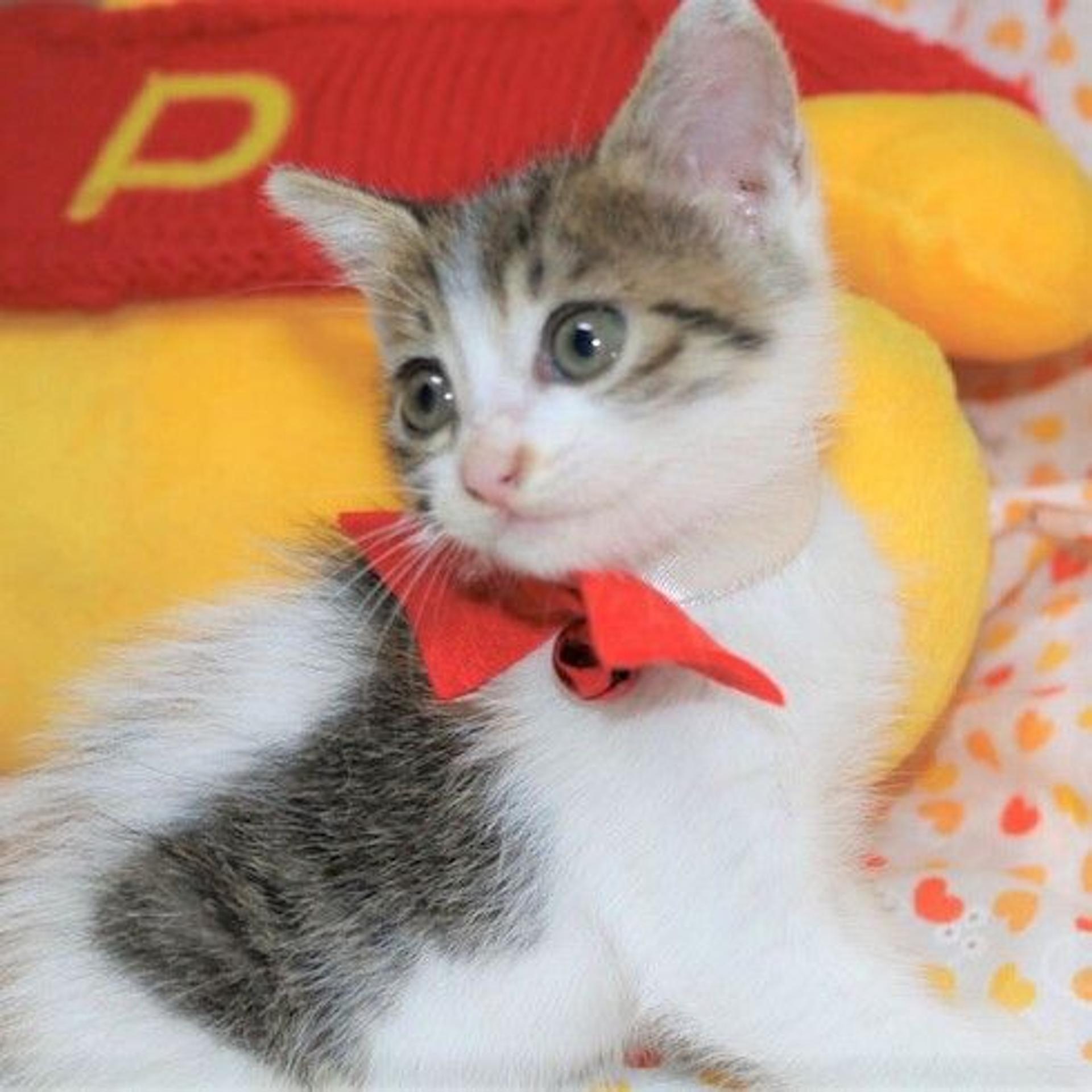 pet-image-2