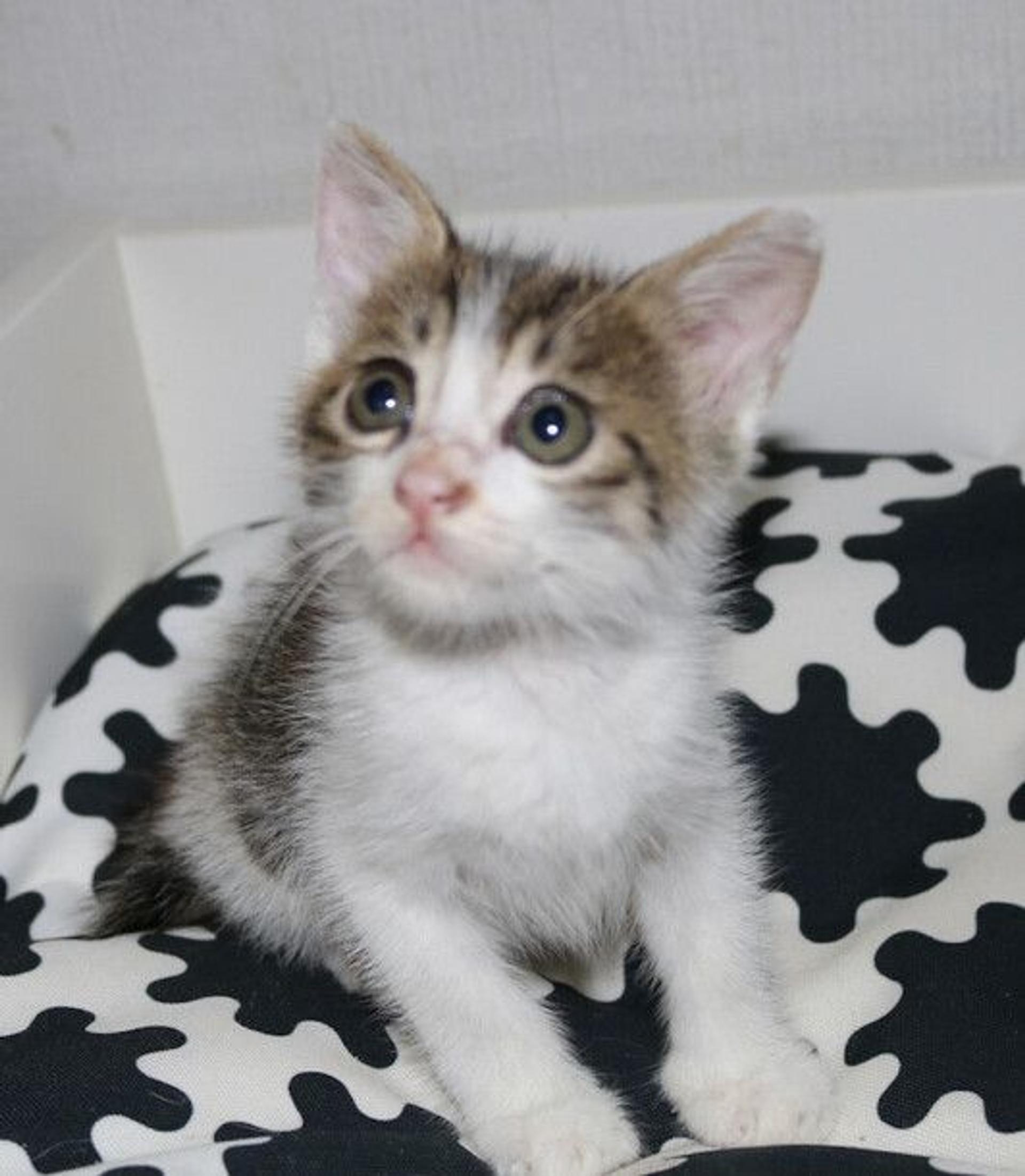 pet-image-3