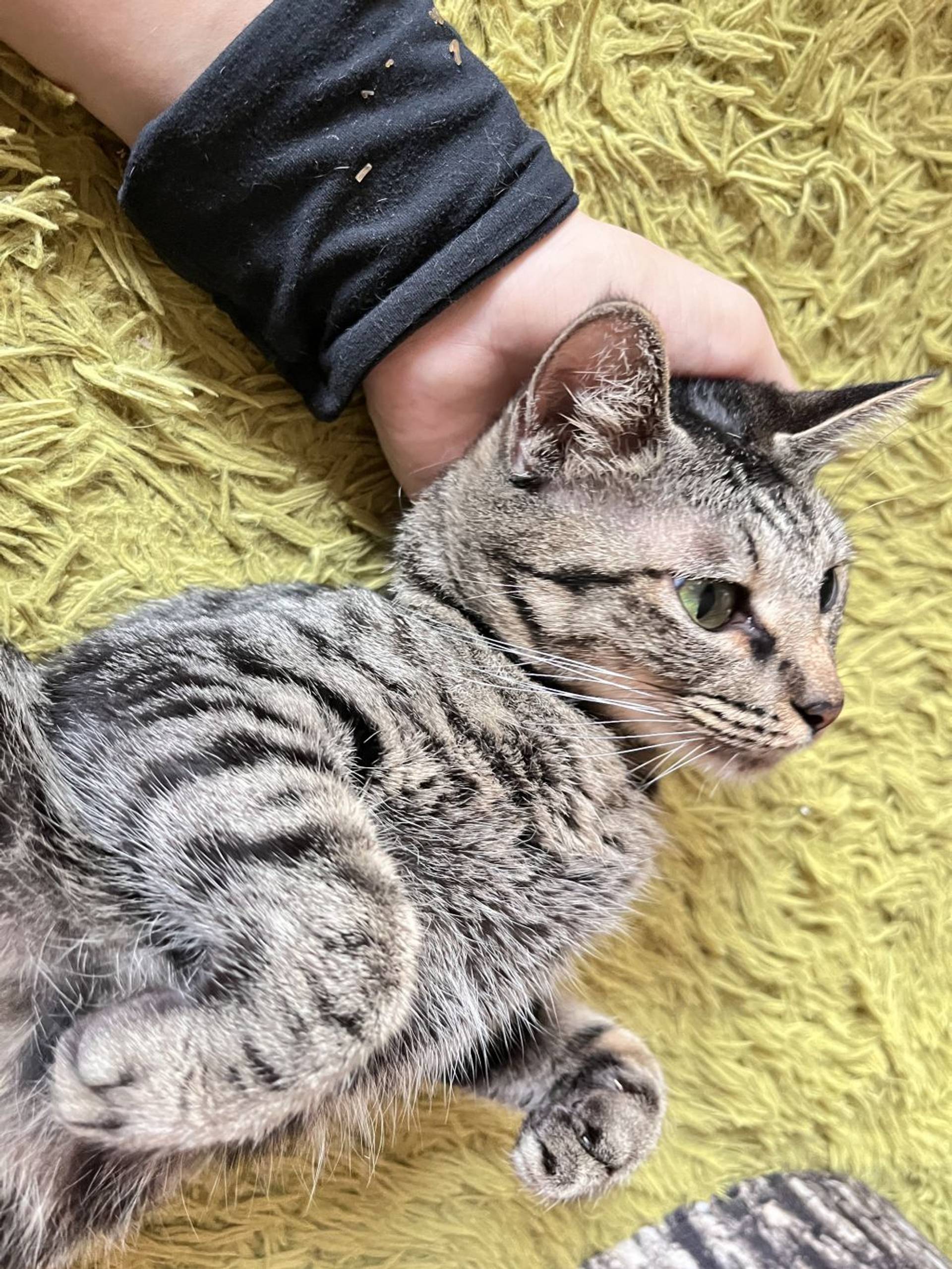 雑種（ミックス猫）・メスの里親募集の写真