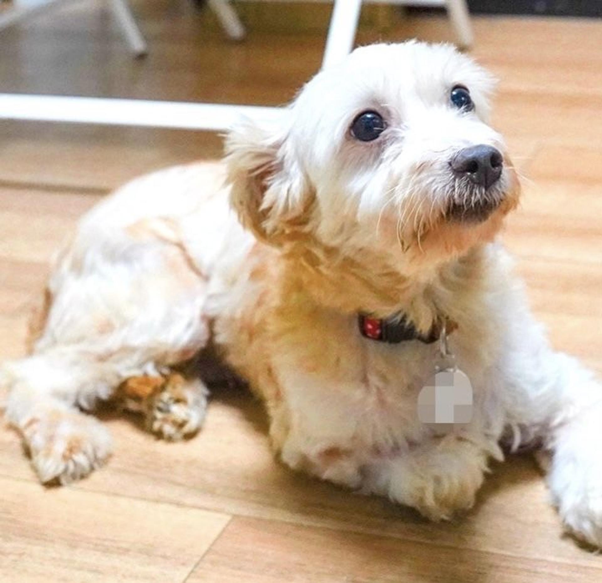 pet-image-3