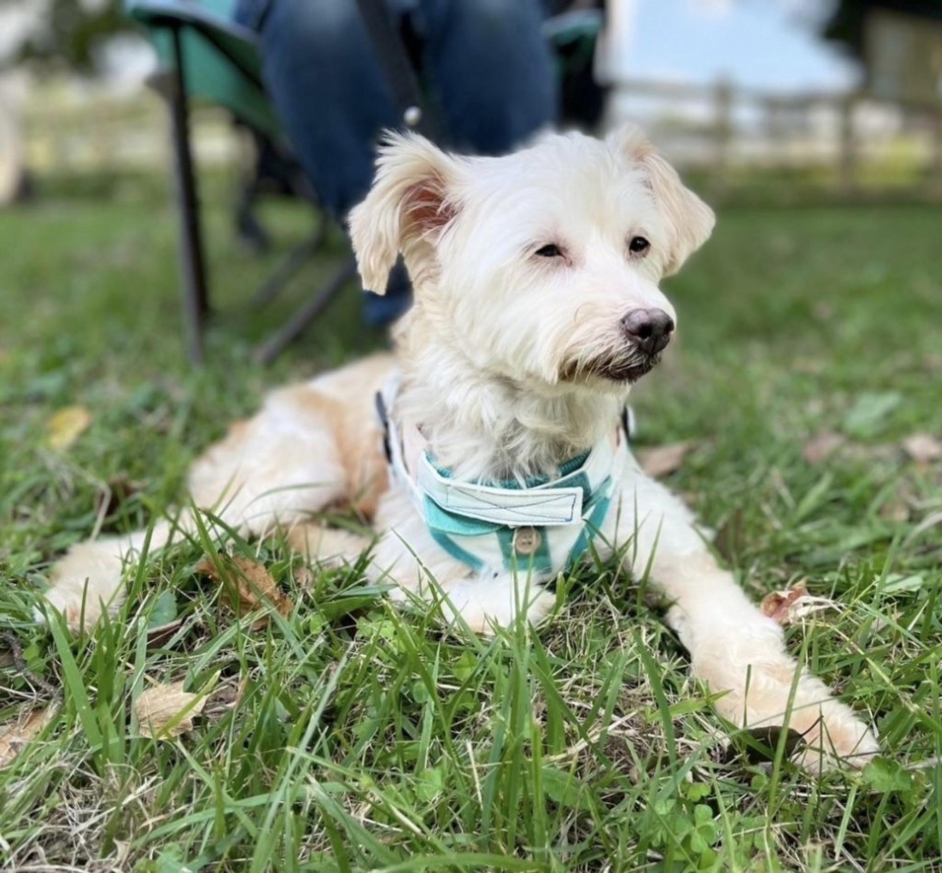 pet-image-4