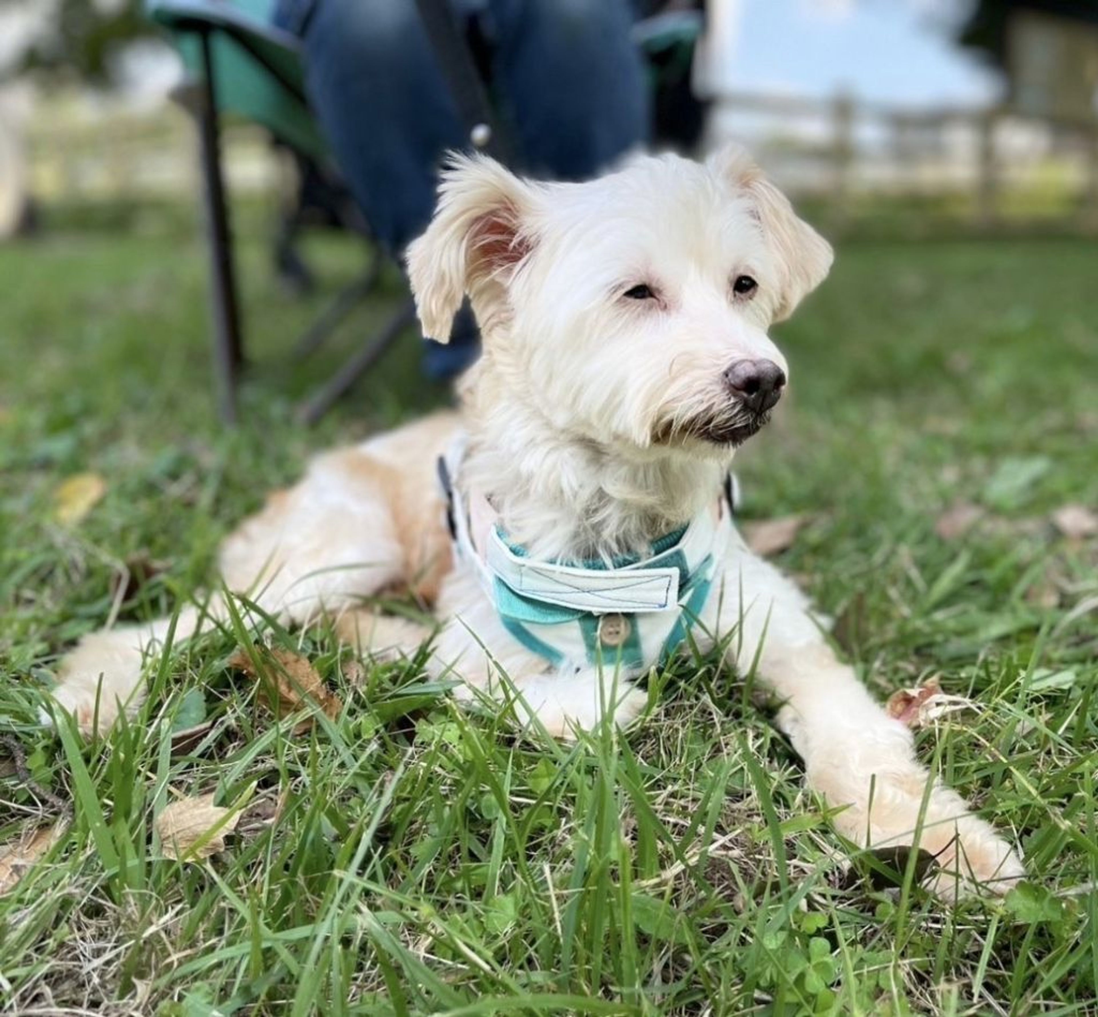 pet-image-4