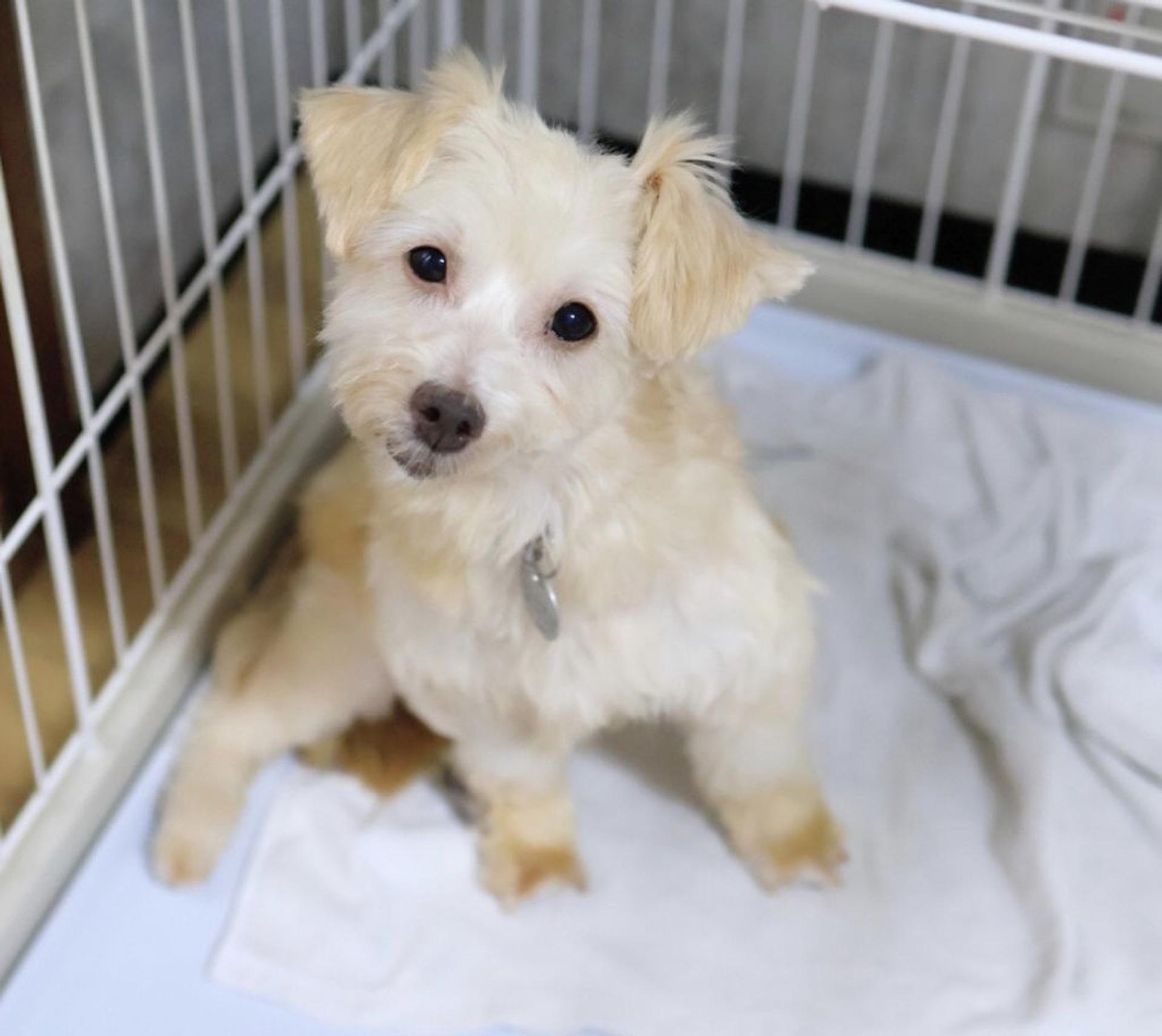 pet-image-6