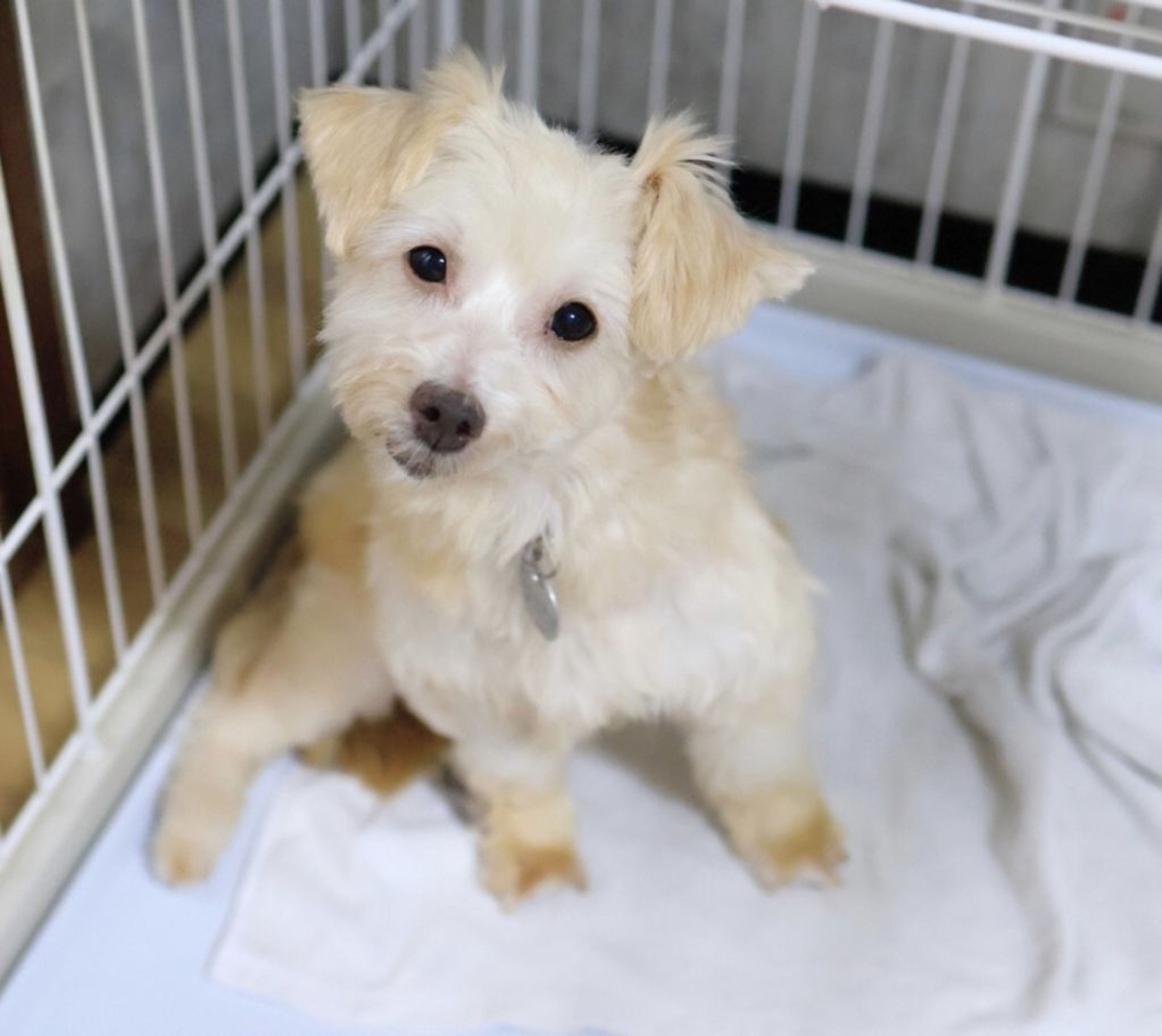 pet-image-6