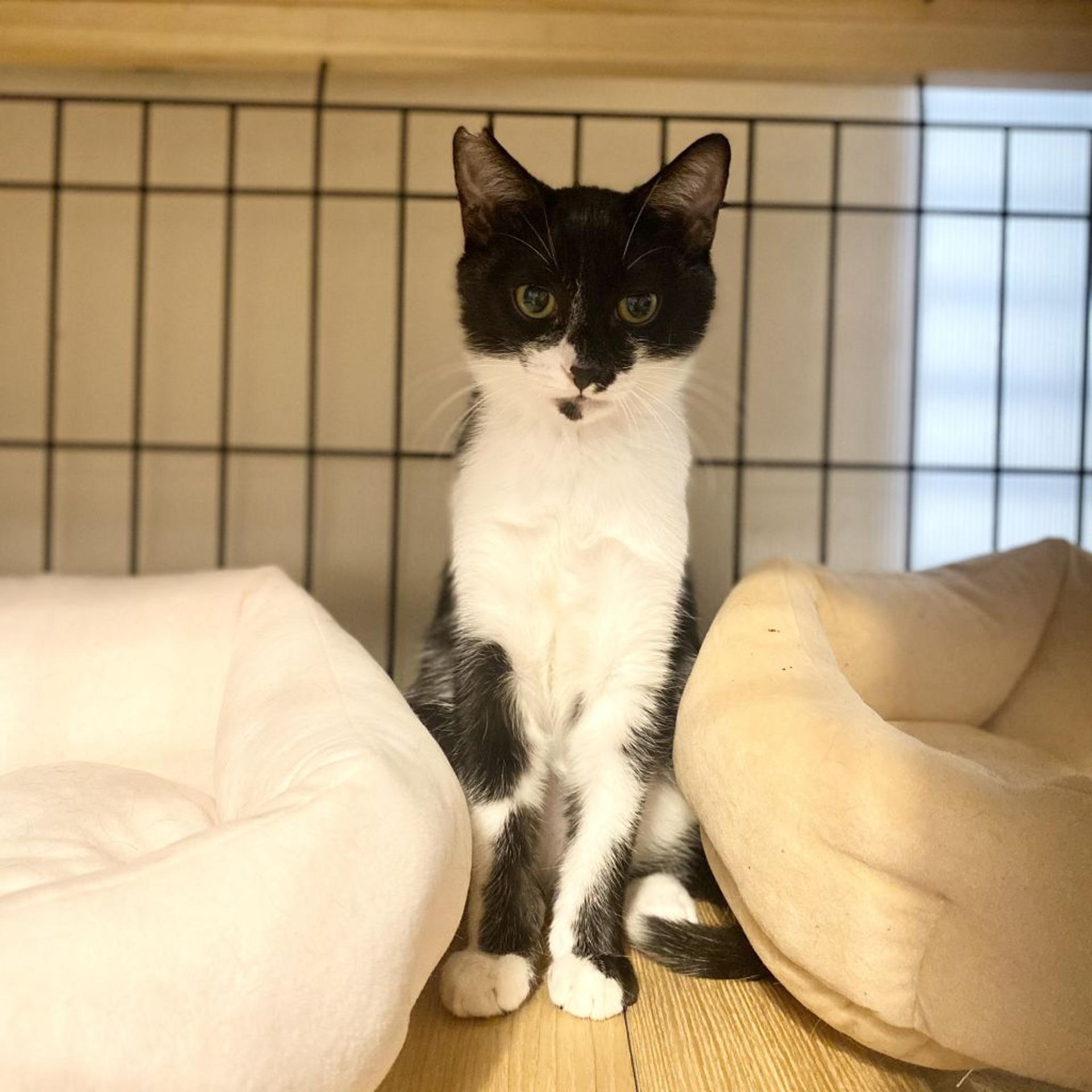 pet-image-3