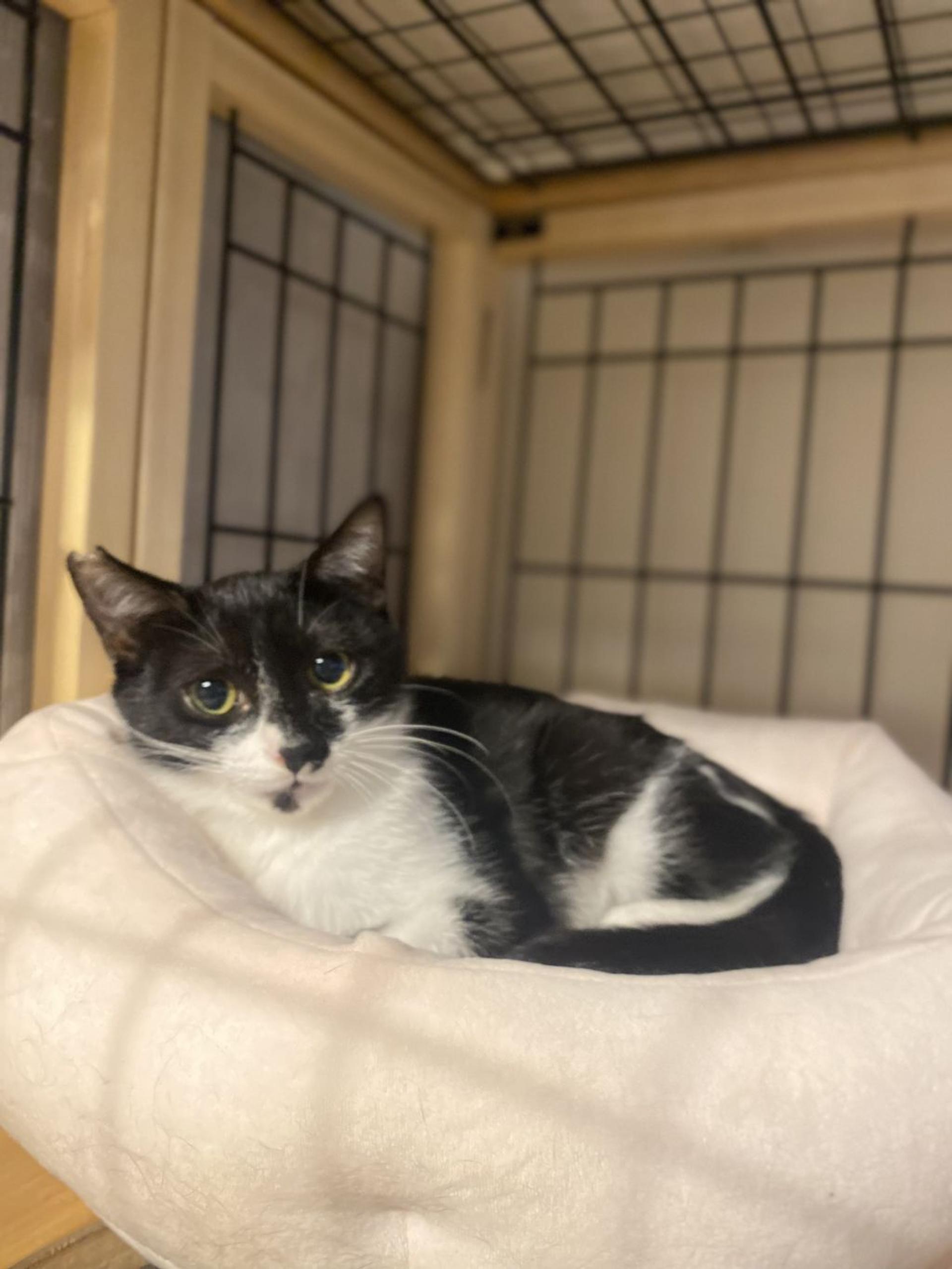 pet-image-5