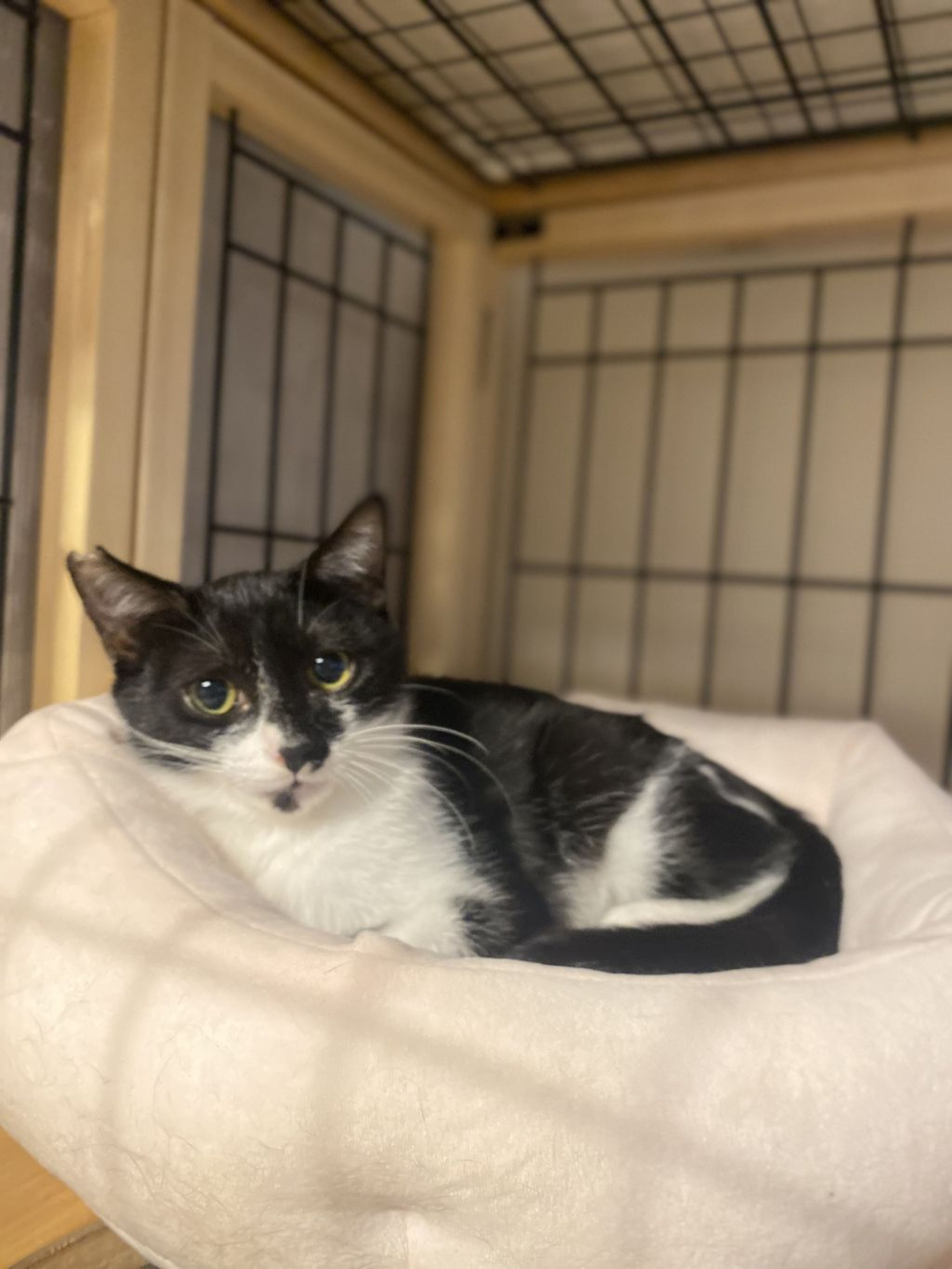 pet-image-5
