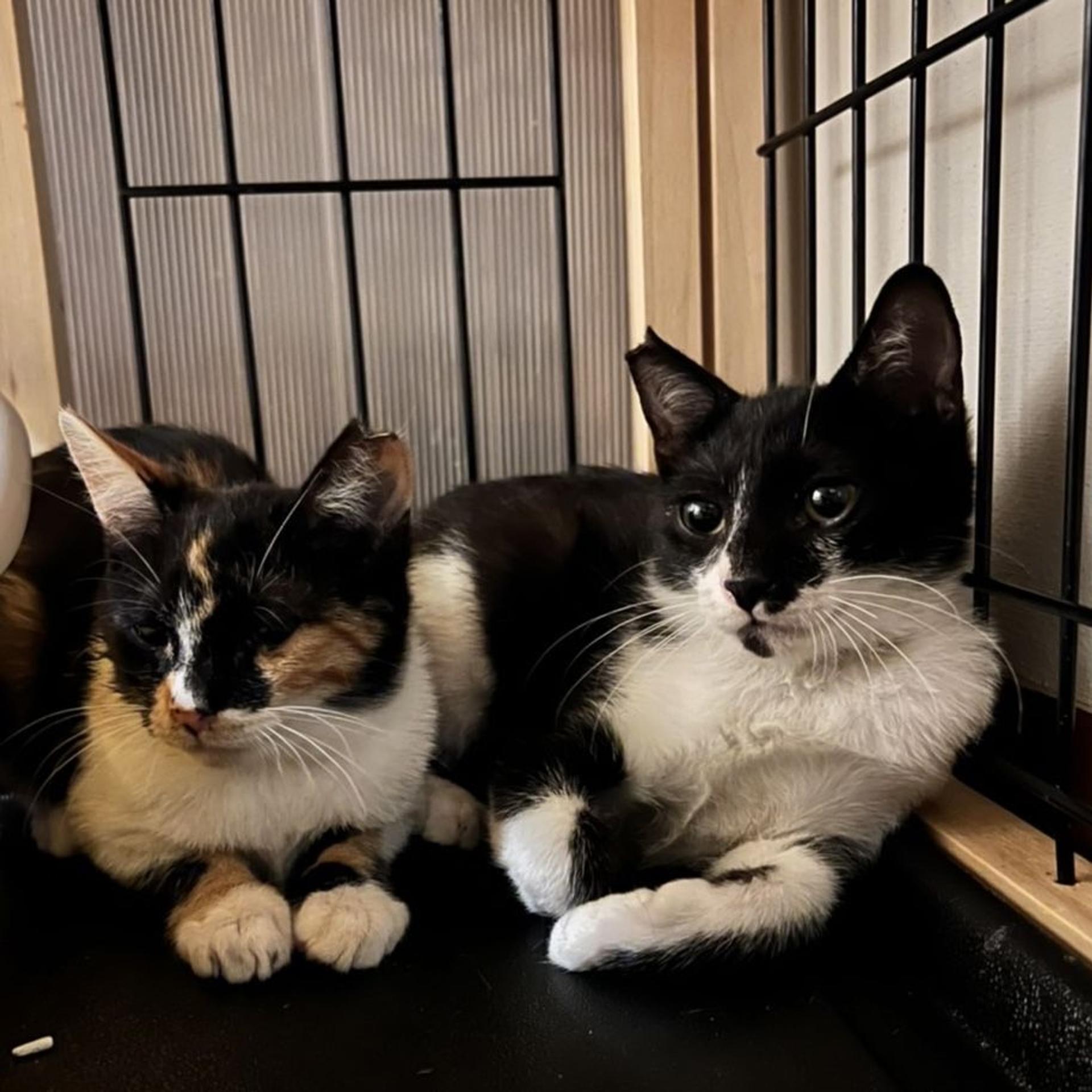 pet-image-6