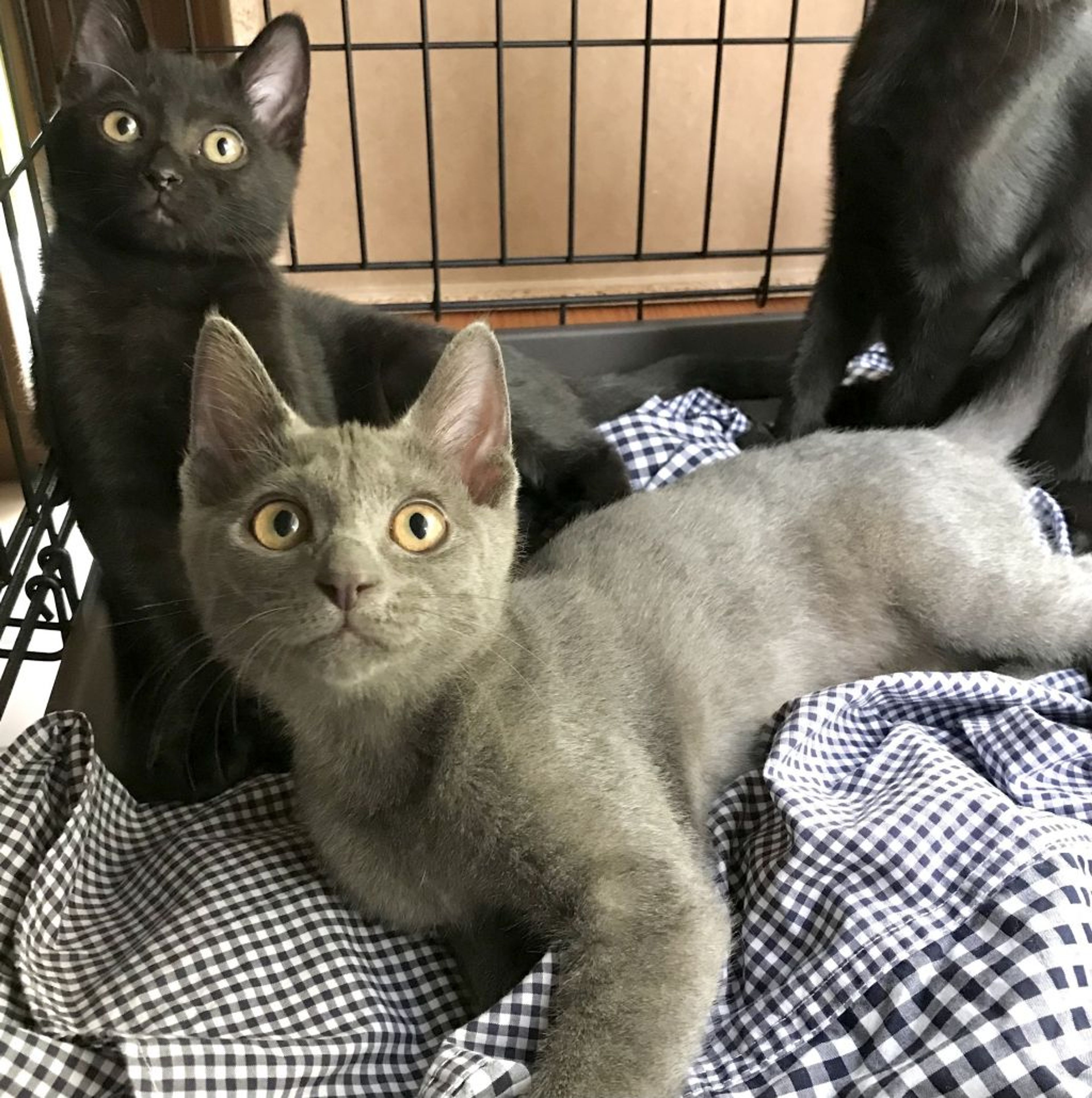 雑種（ミックス猫）・オスの里親募集の写真