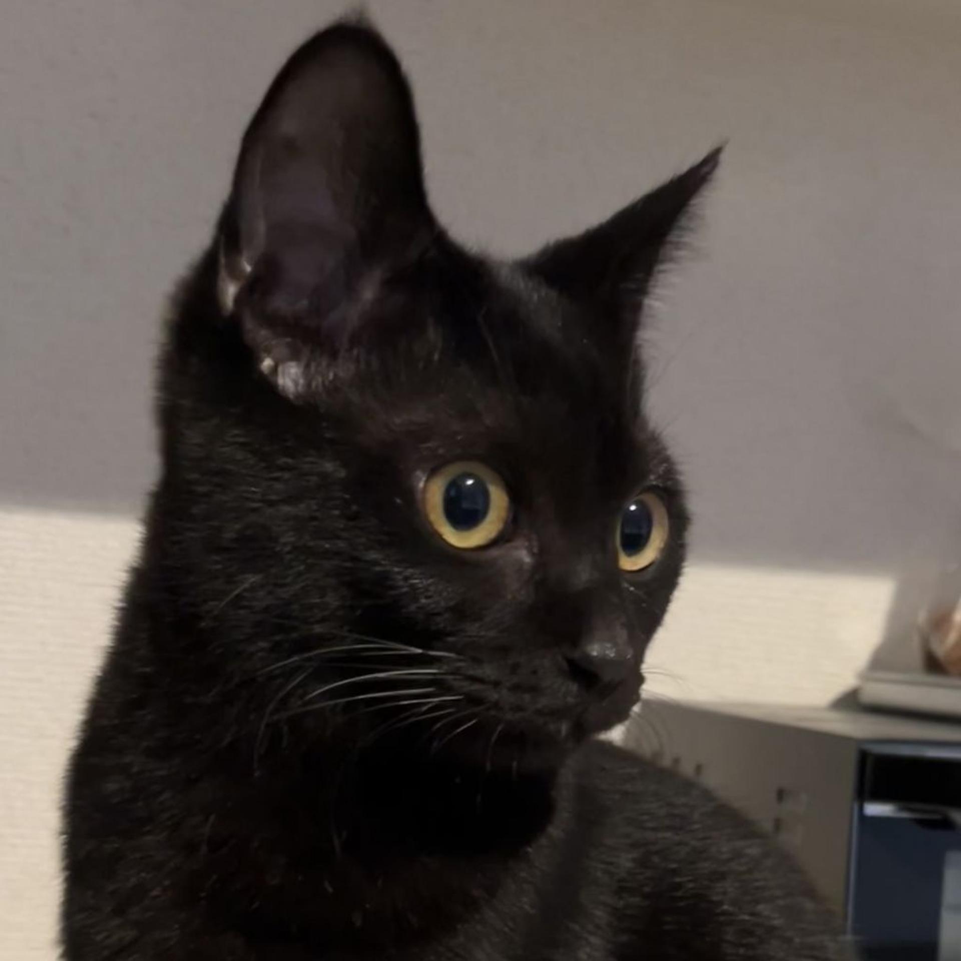 pet-image-2
