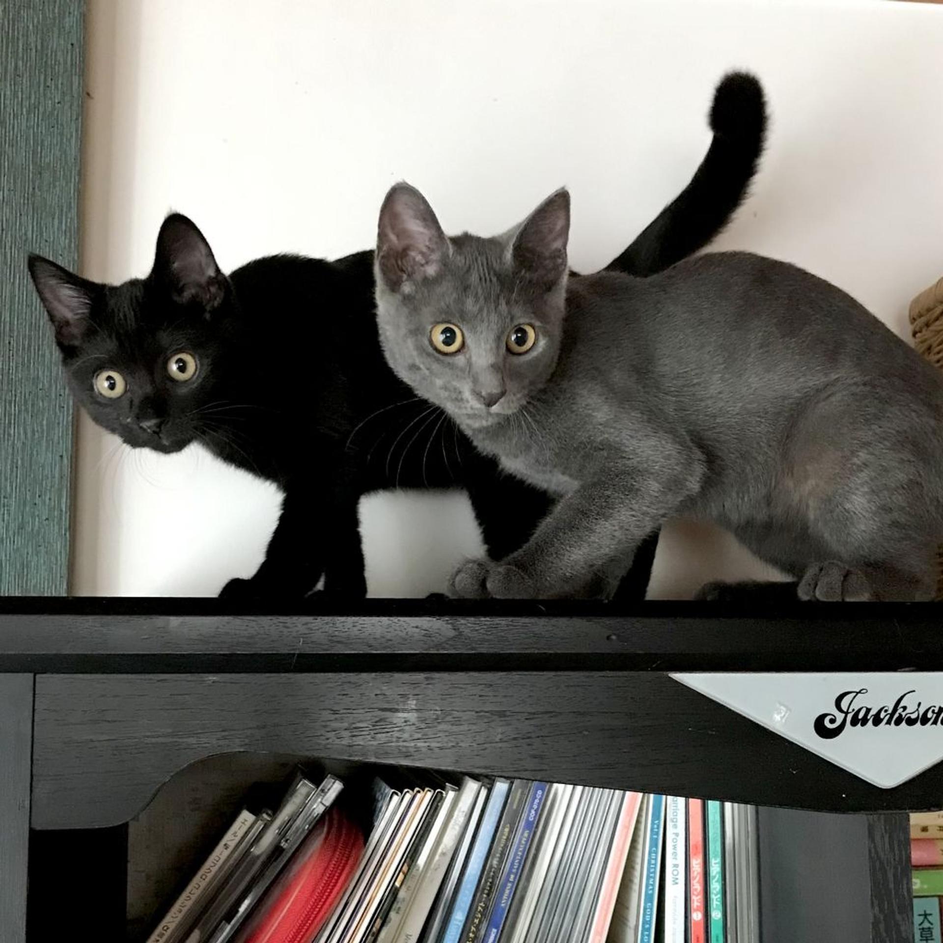 pet-image-3