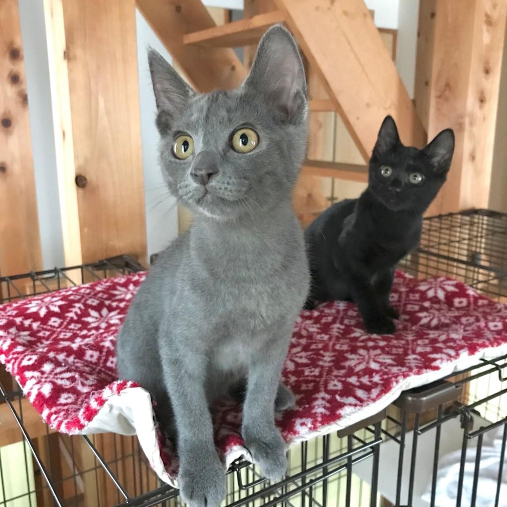 pet-image-4