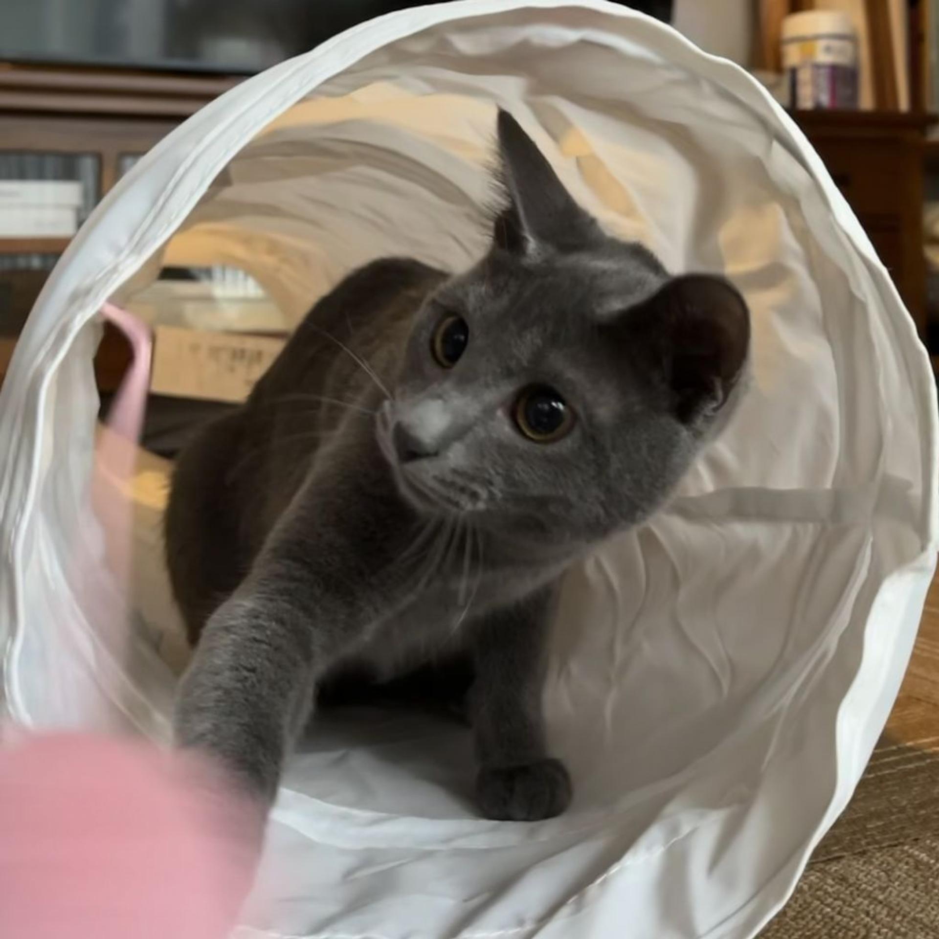 pet-image-9