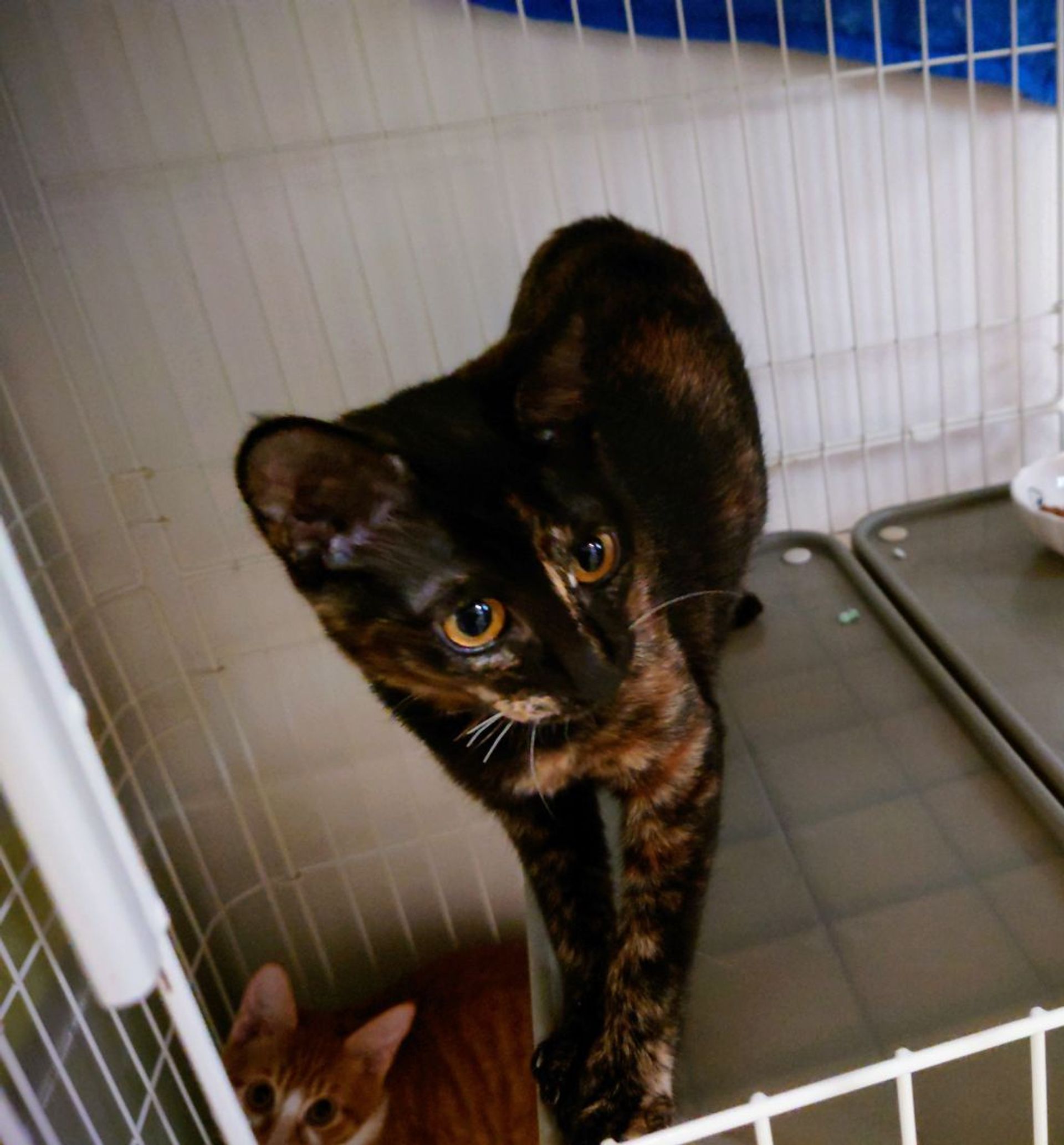 雑種（ミックス猫）・メスの里親募集の写真