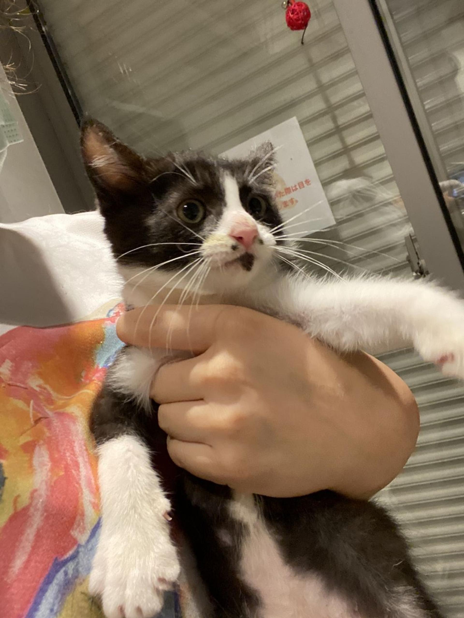 pet-image-2