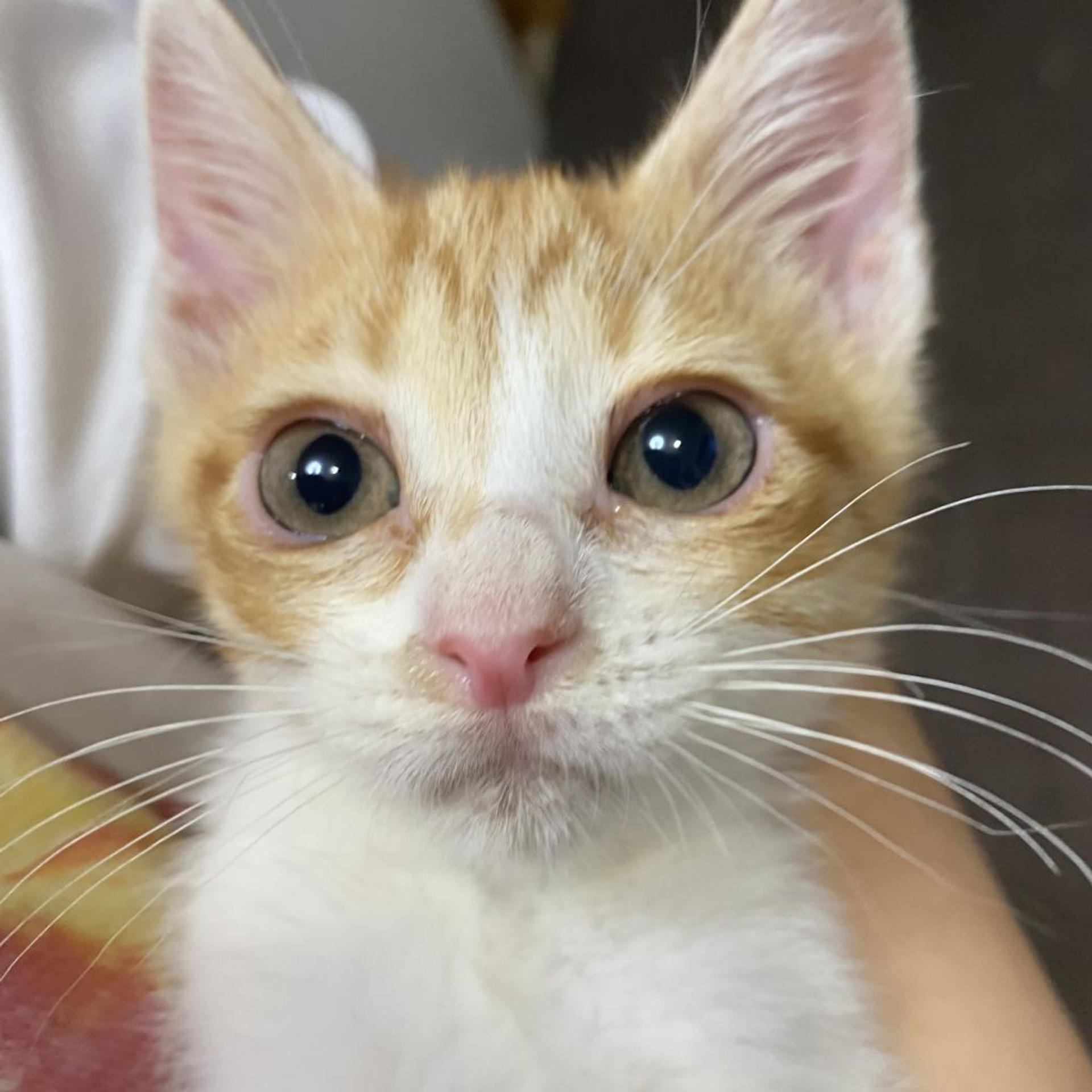 pet-image-2
