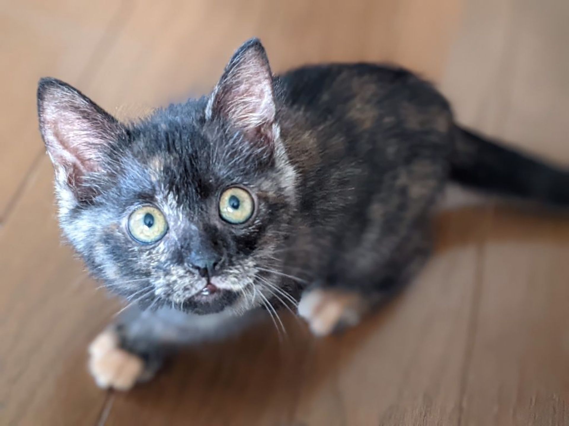 雑種（ミックス猫）・メスの里親募集の写真