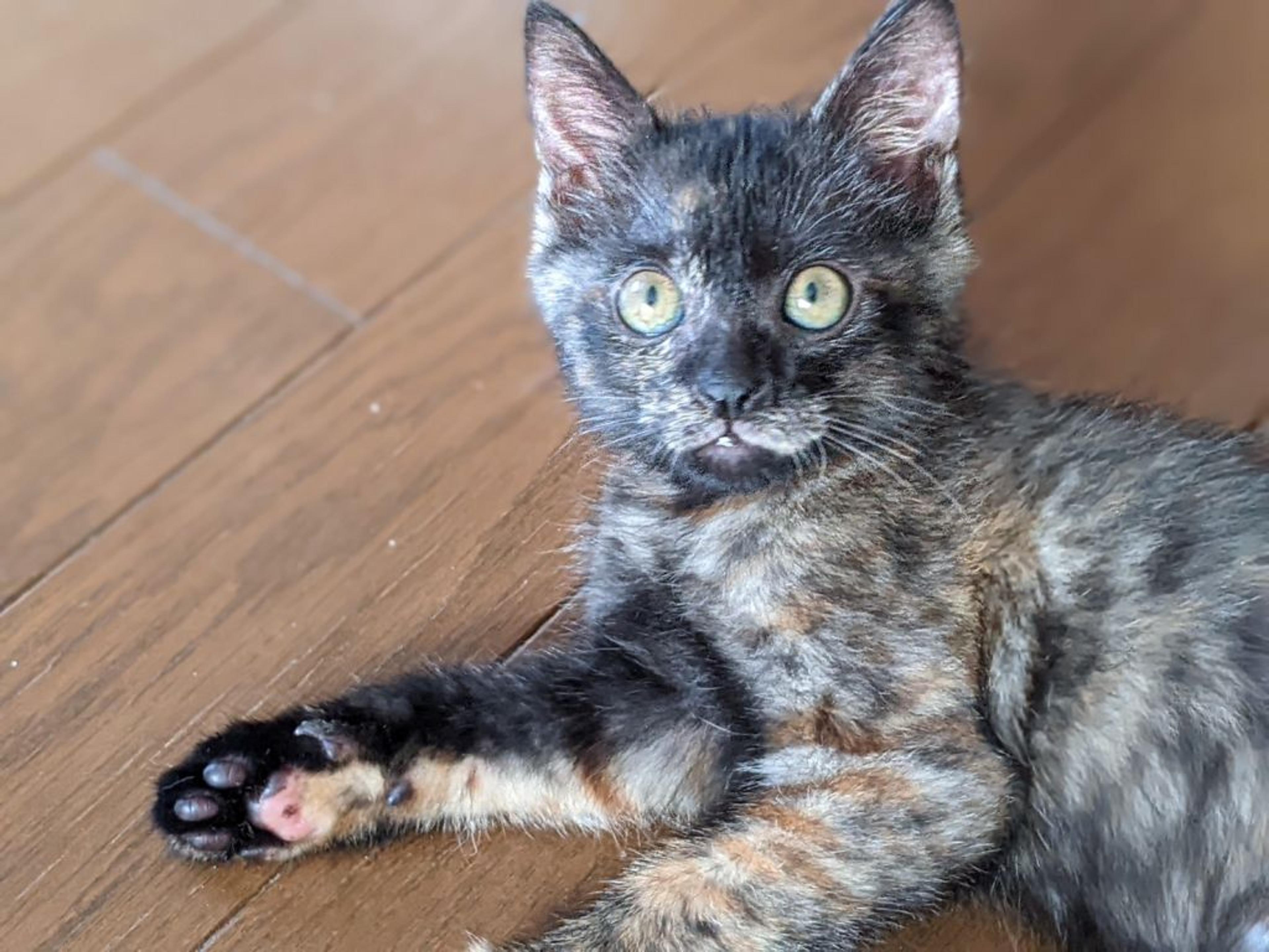 pet-image-3