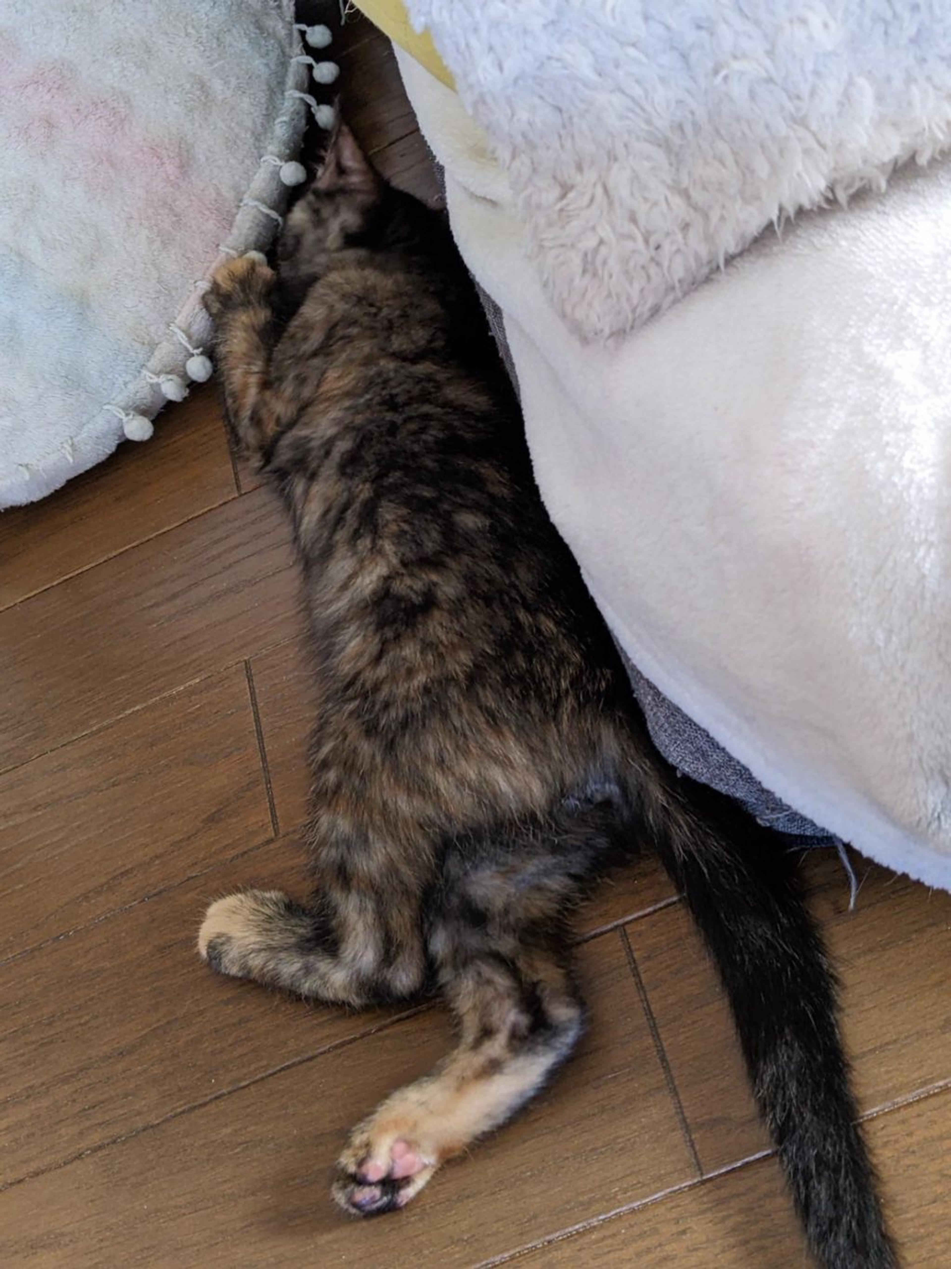 pet-image-4