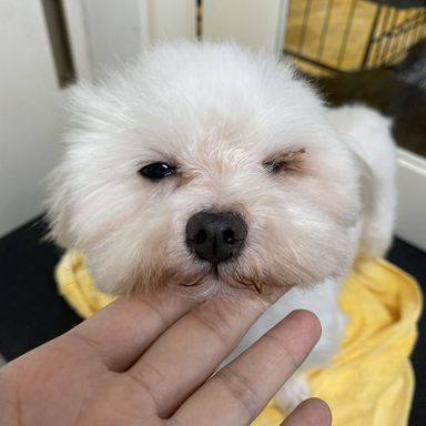 チーズ