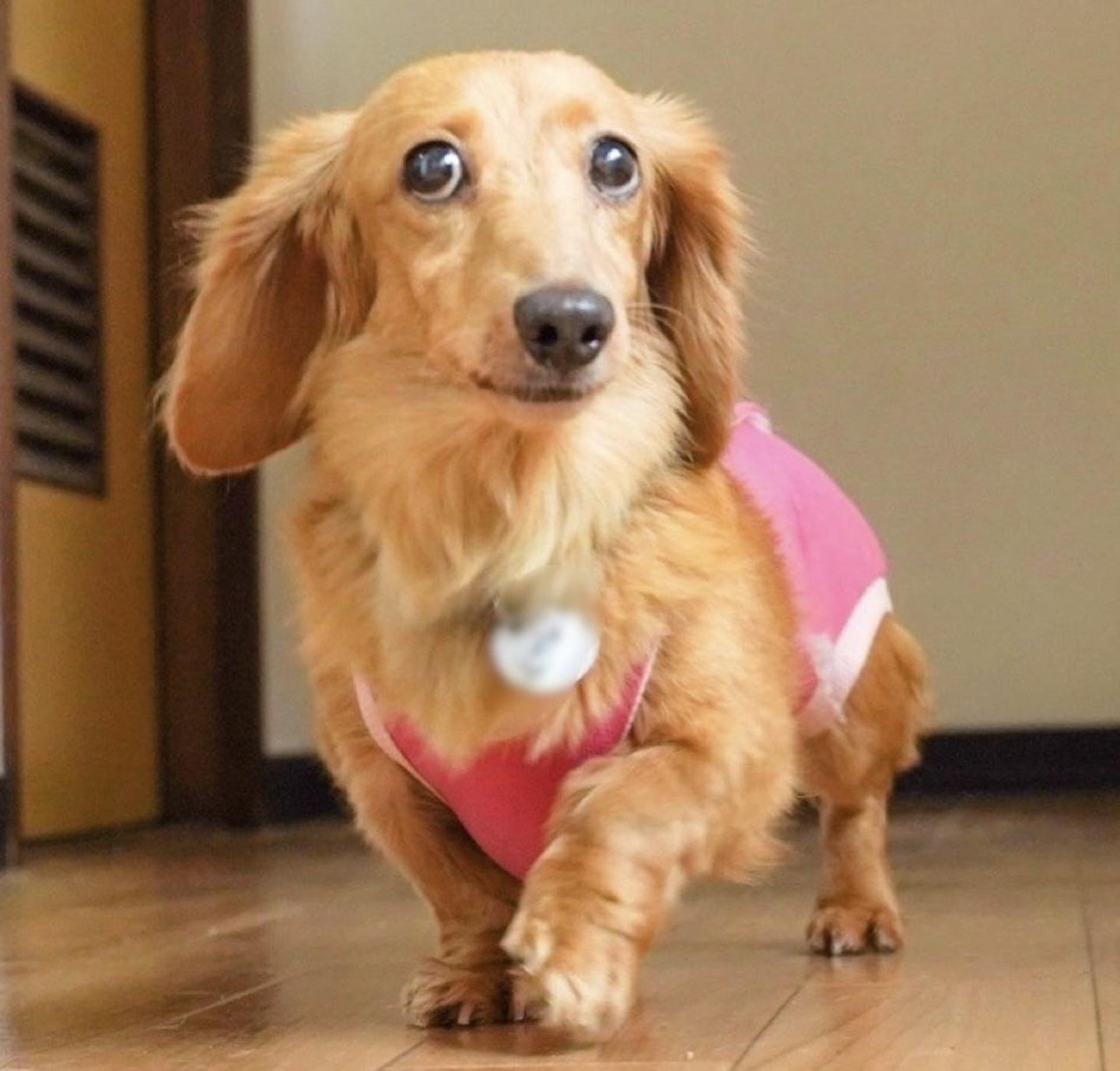 pet-image-3