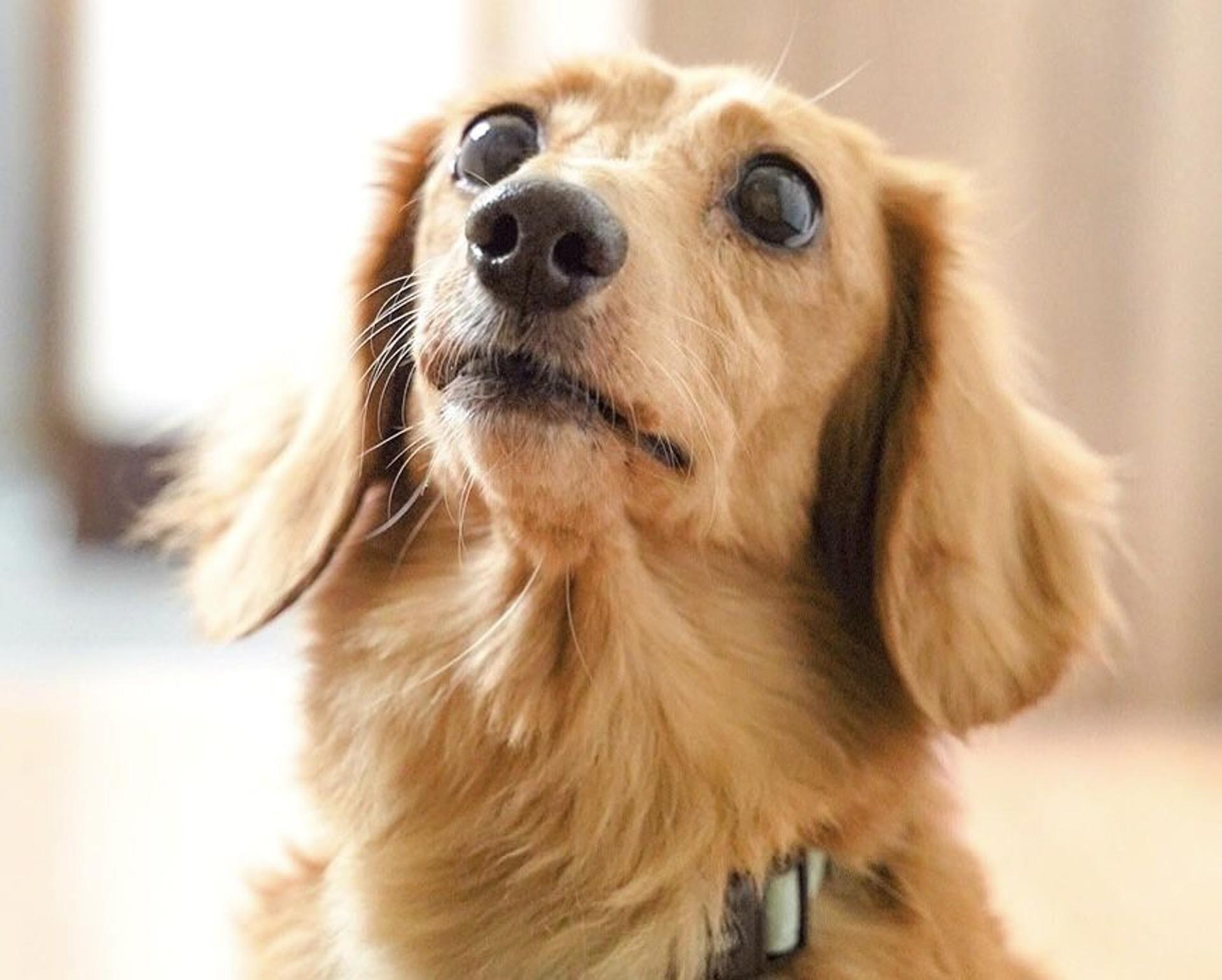 pet-image-4