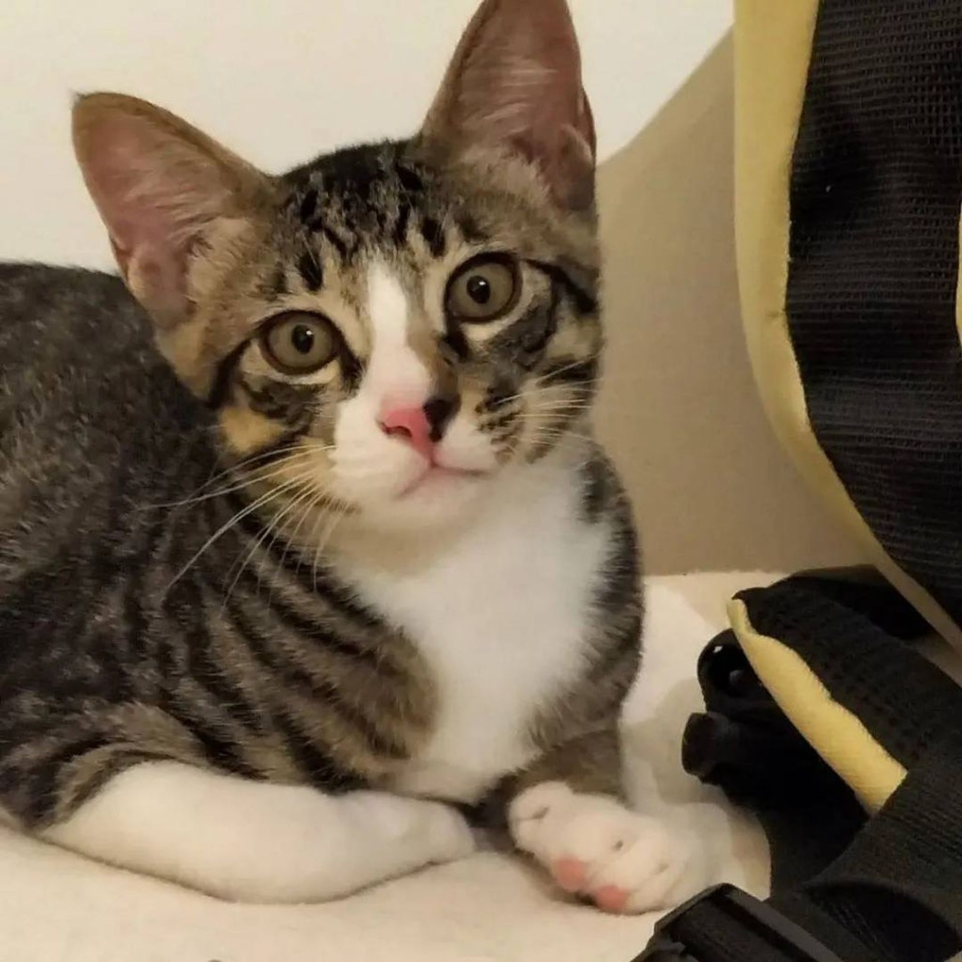雑種（ミックス猫）・オスの里親募集の写真