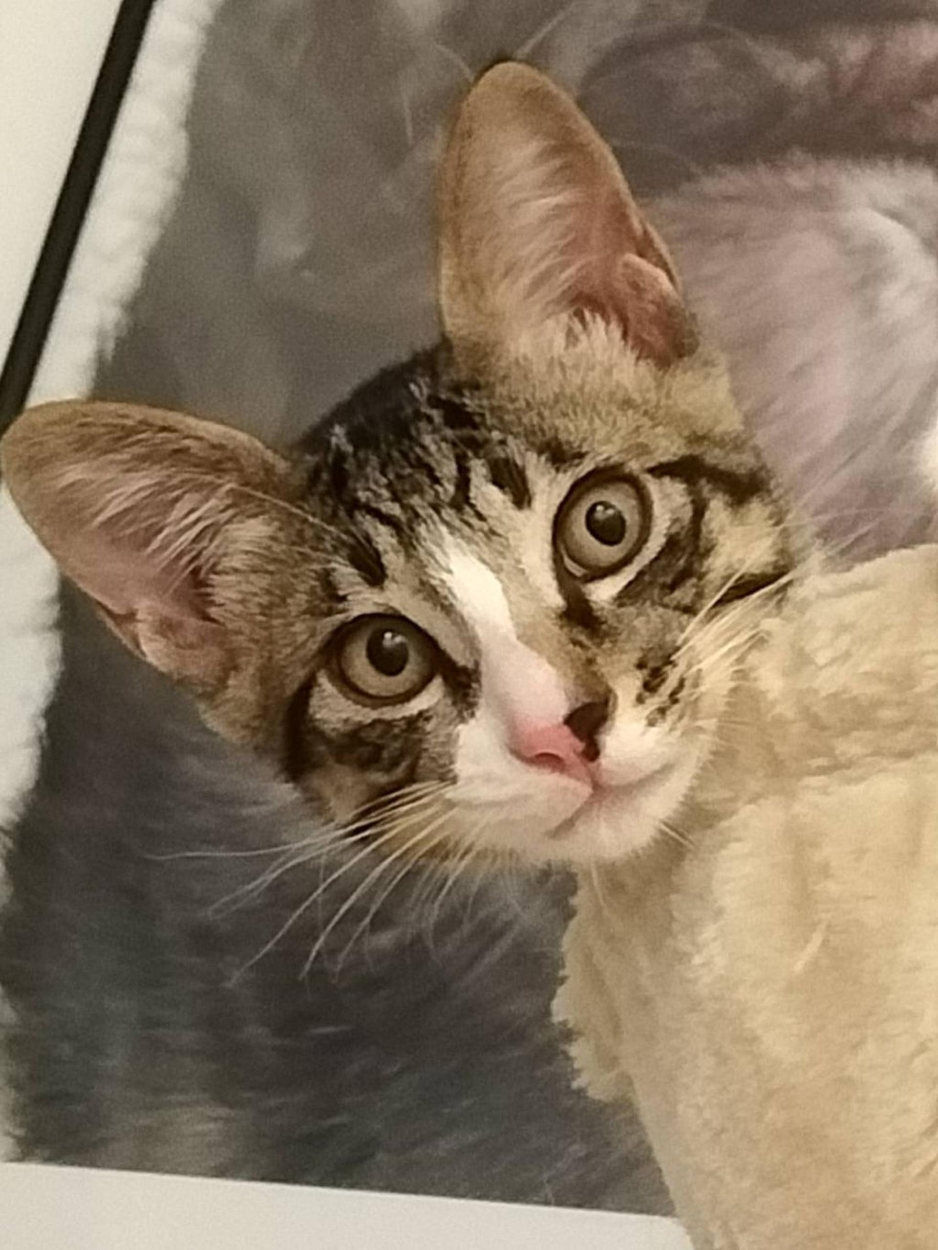 pet-image-3