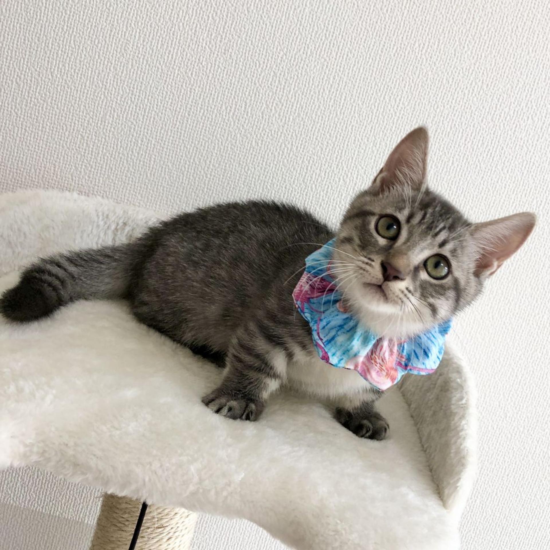 pet-image-4